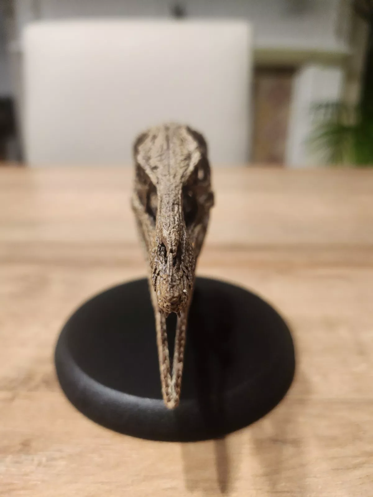 Compsognathus Skull - Image 5