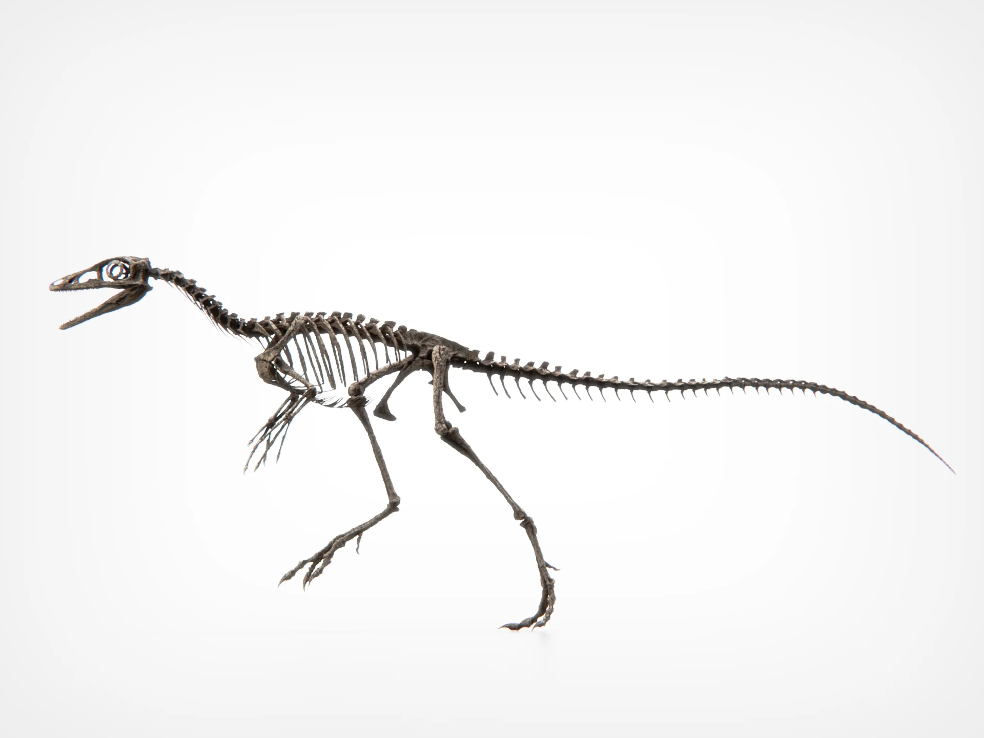 Compsognathus Skull - Image 6