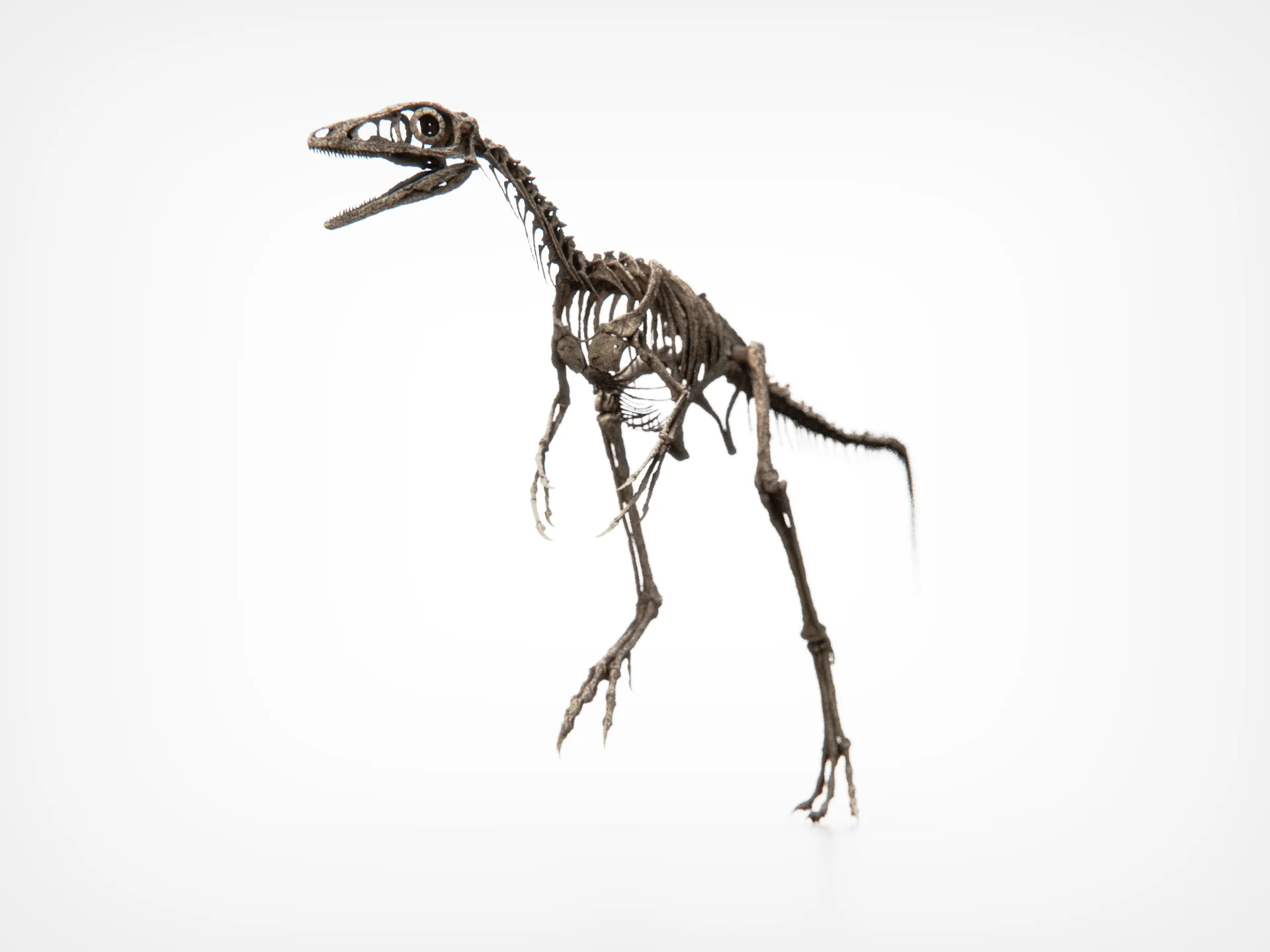 Compsognathus Skull - Image 7