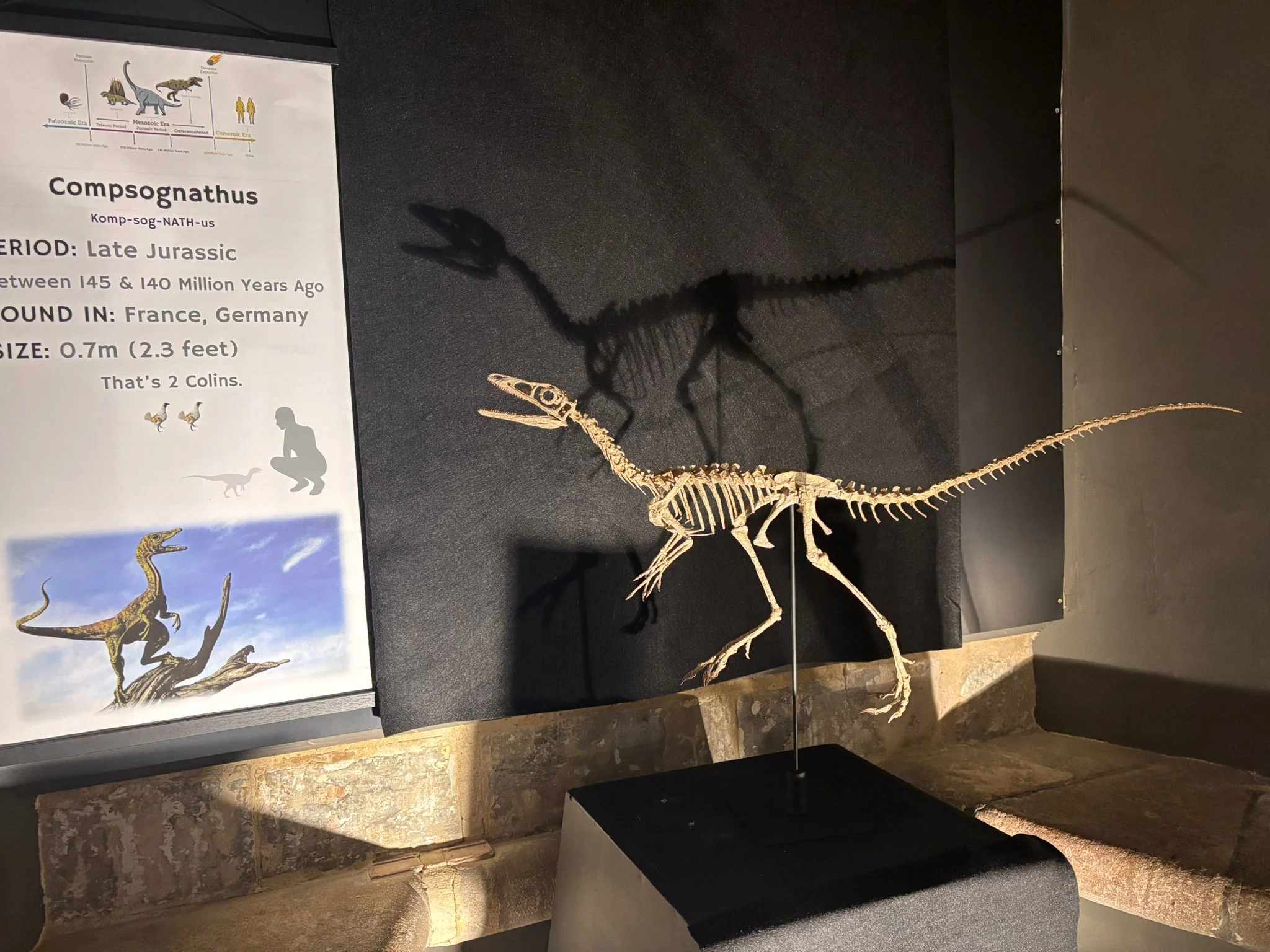 Compsognathus Skull - Image 8
