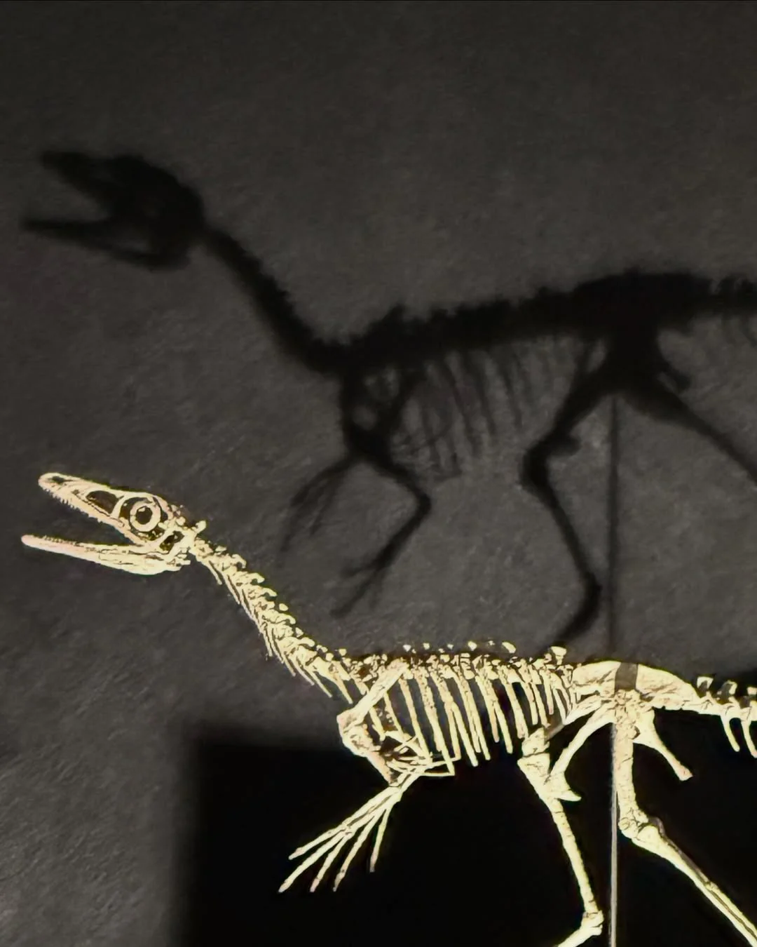 Compsognathus Skull - Image 9