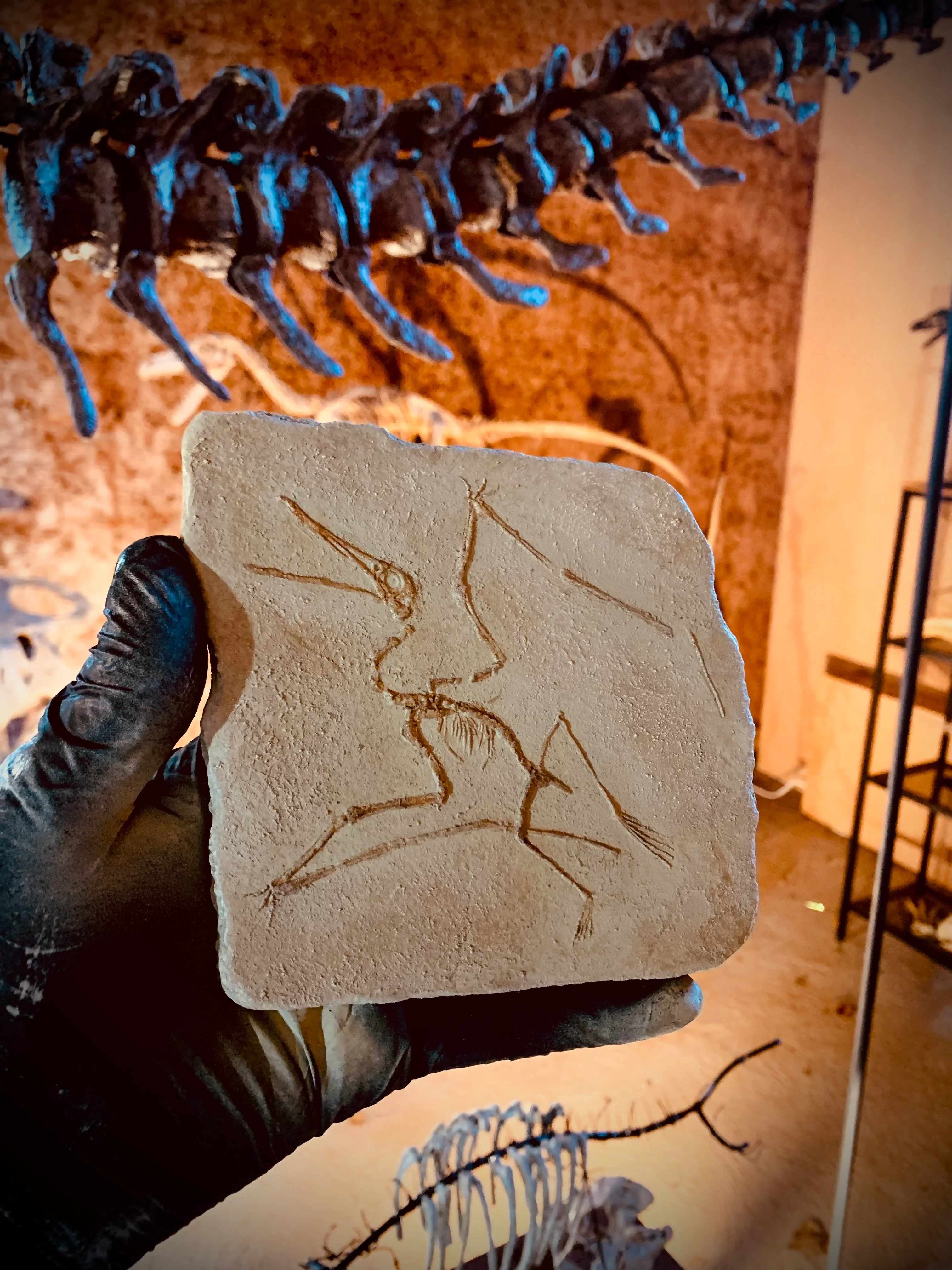 Ctenochasma elegans Skeleton in Matrix Replica - Image 2