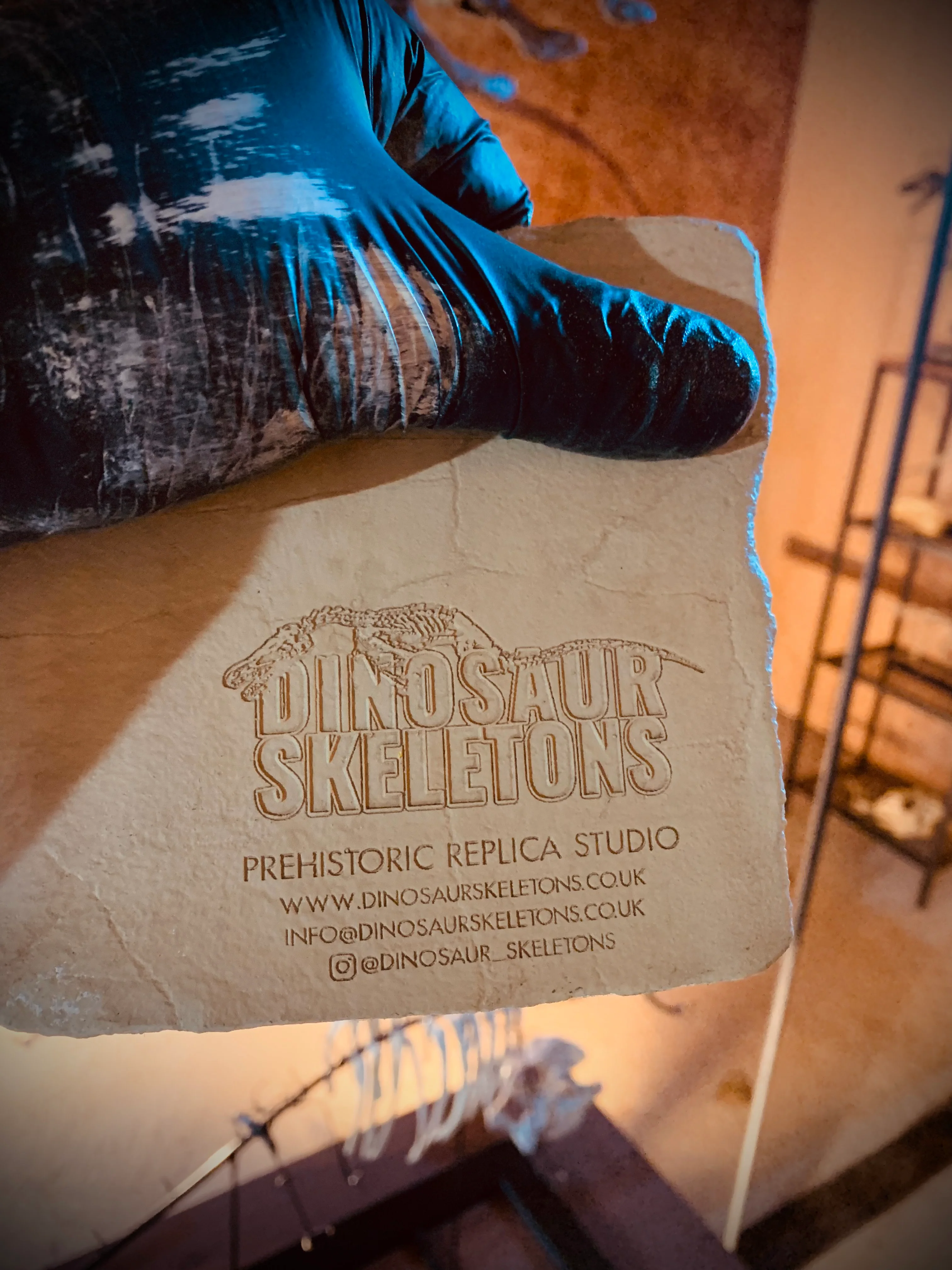 Ctenochasma elegans Skeleton in Matrix Replica - Image 3