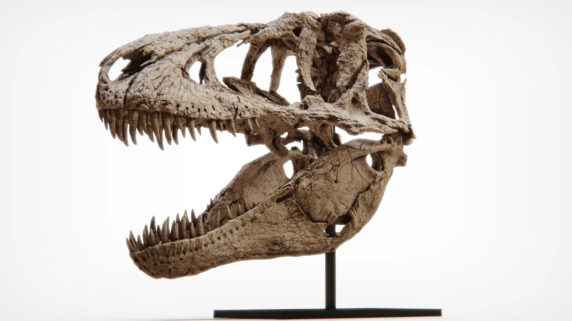 Daspletosaurus Skull - Image 3