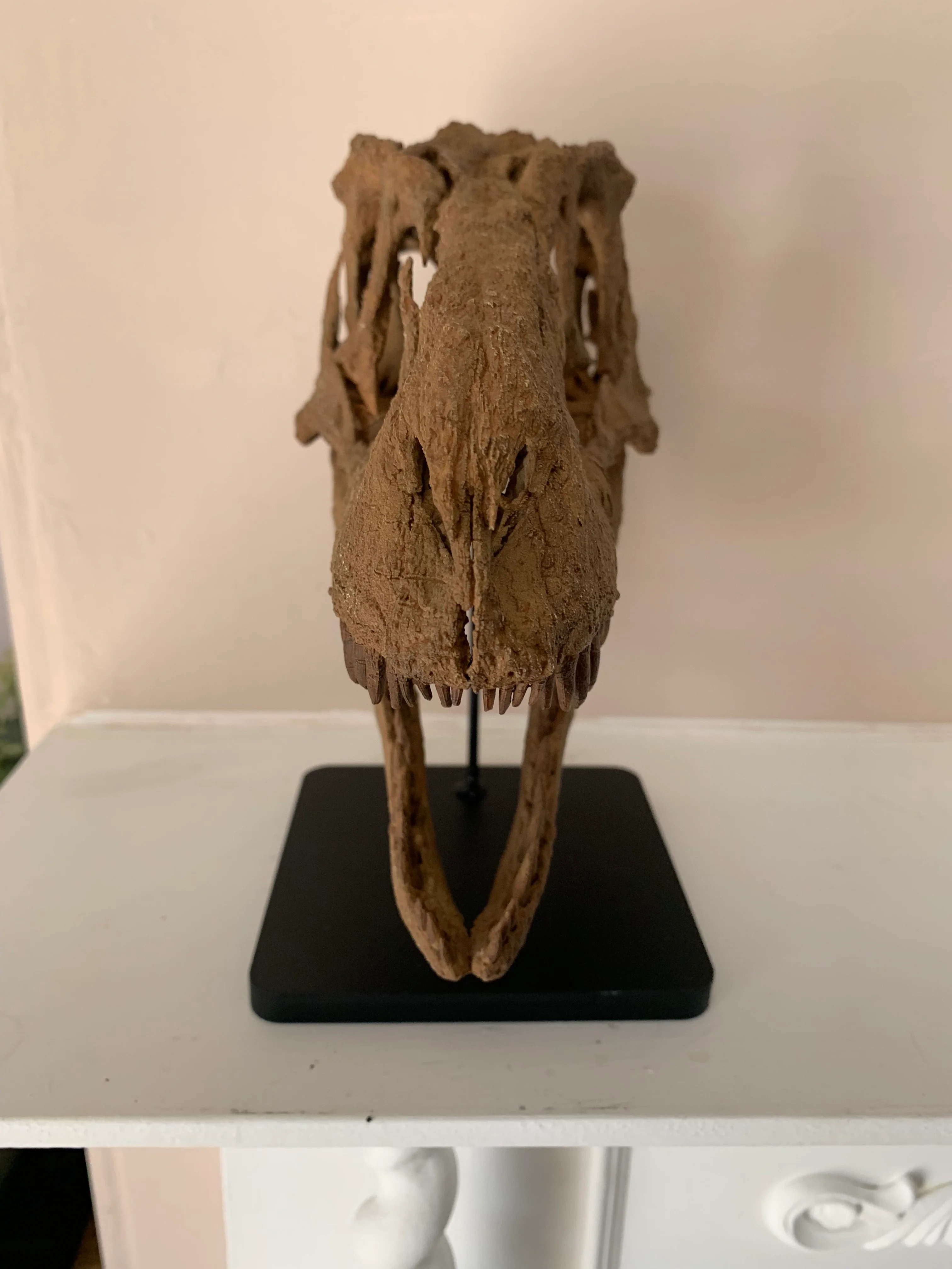 Daspletosaurus Skull (1:5 scale 22cm Scale Model) - Image 3