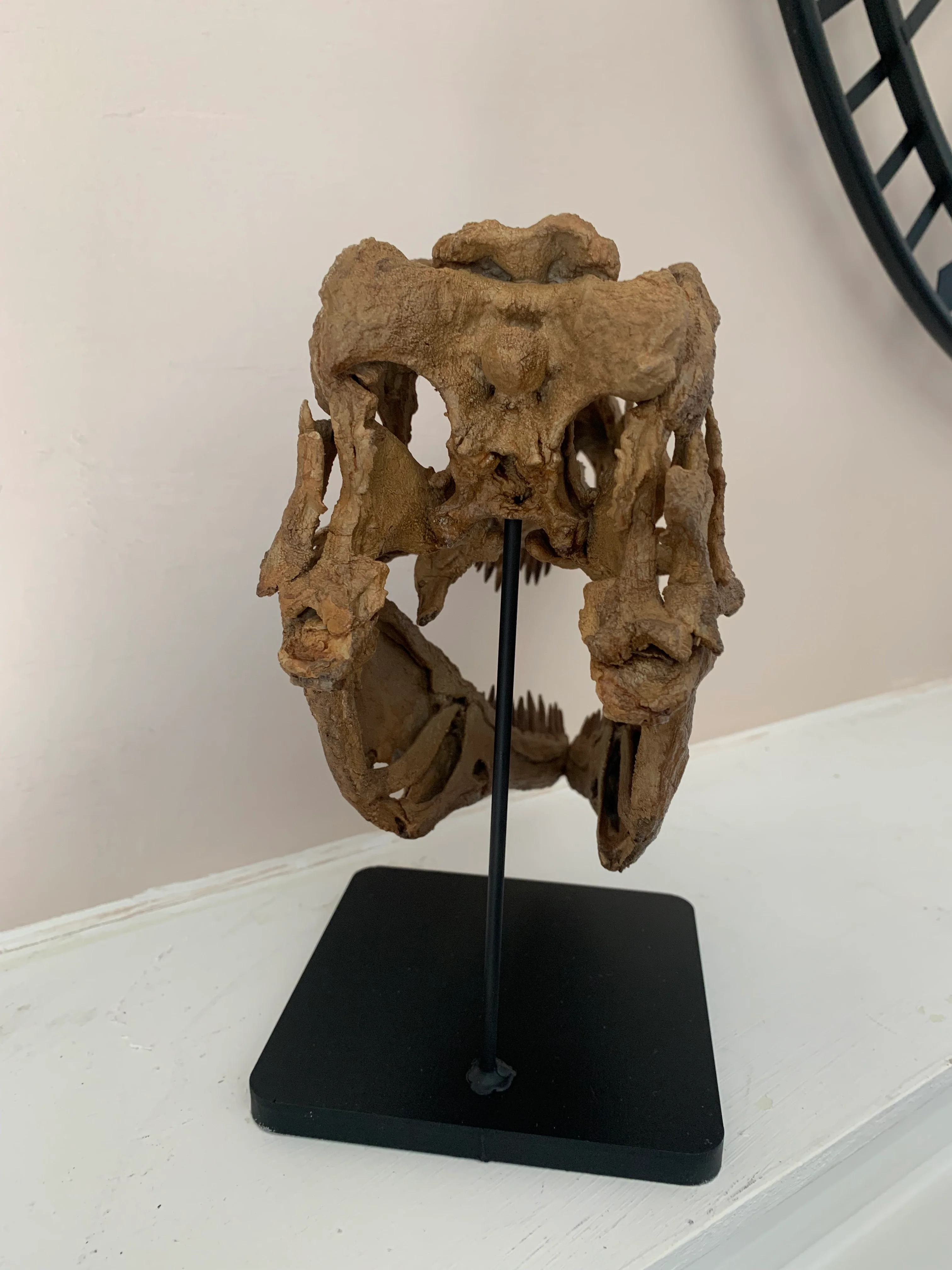 Daspletosaurus Skull (1:5 scale 22cm Scale Model) - Image 4