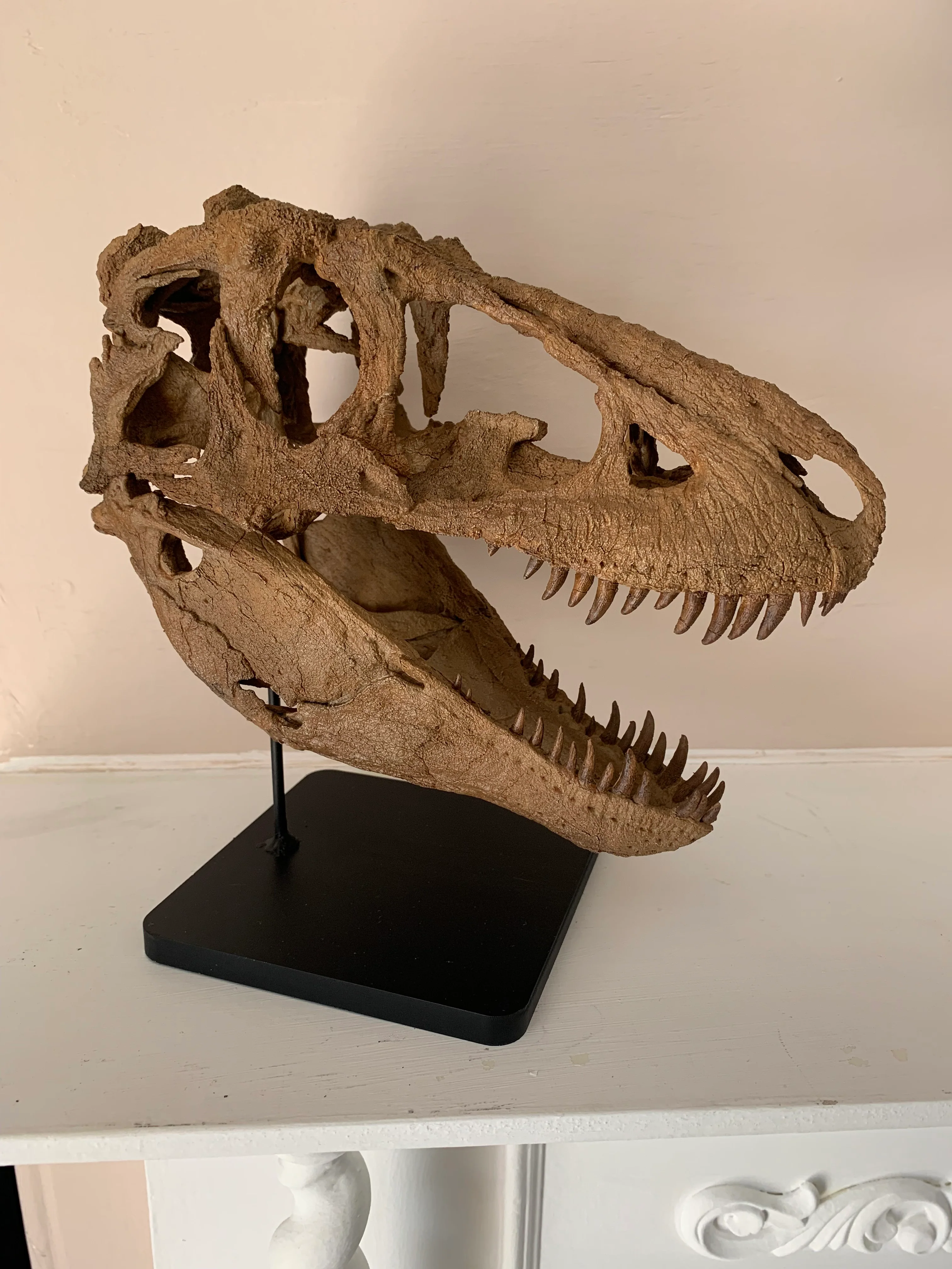 Daspletosaurus Skull (1:5 scale 22cm Scale Model) - Image 5