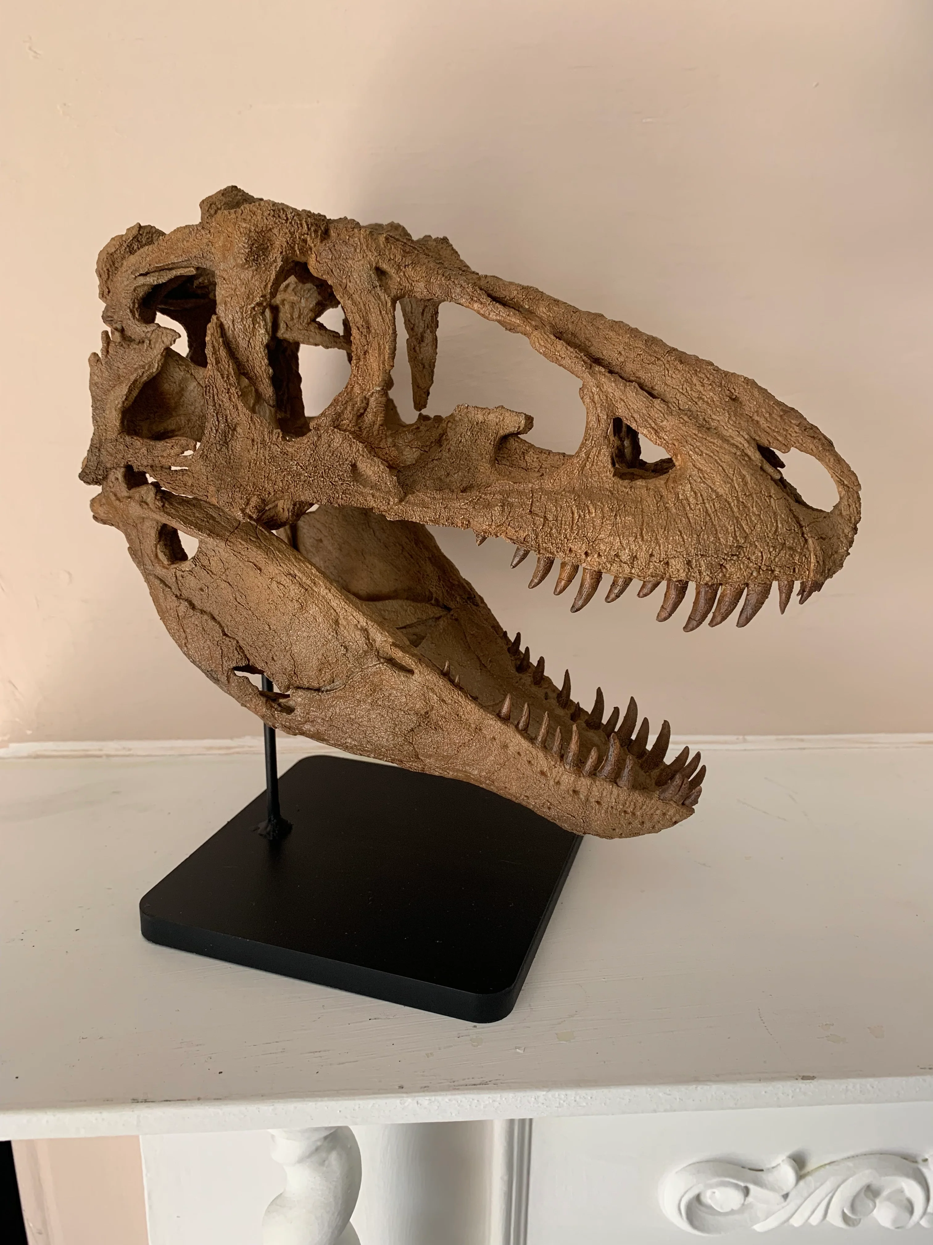 Daspletosaurus Skull (1:5 scale 22cm Scale Model) - Image 6
