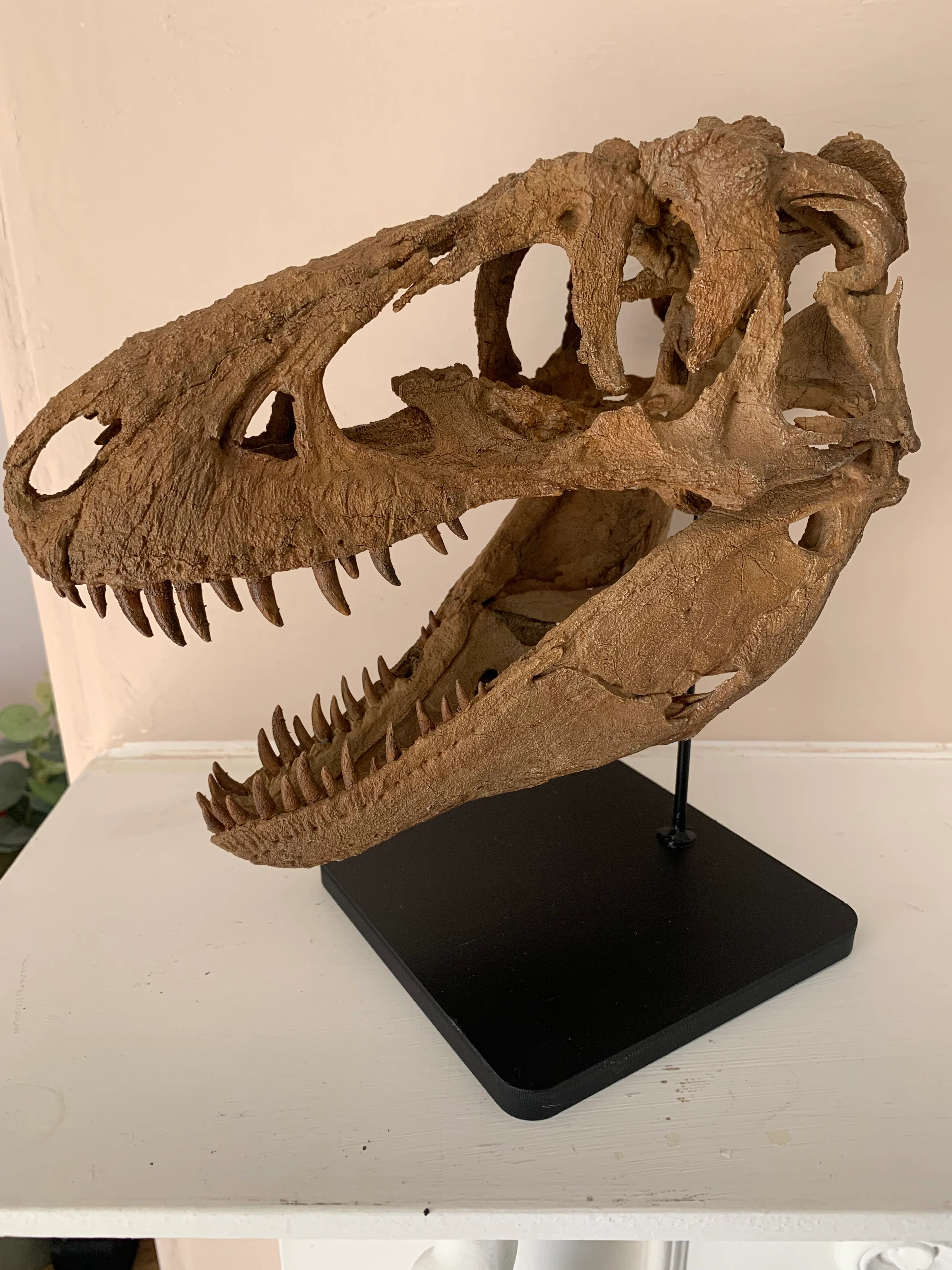 Daspletosaurus Skull (1:5 scale 22cm Scale Model) - Image 7