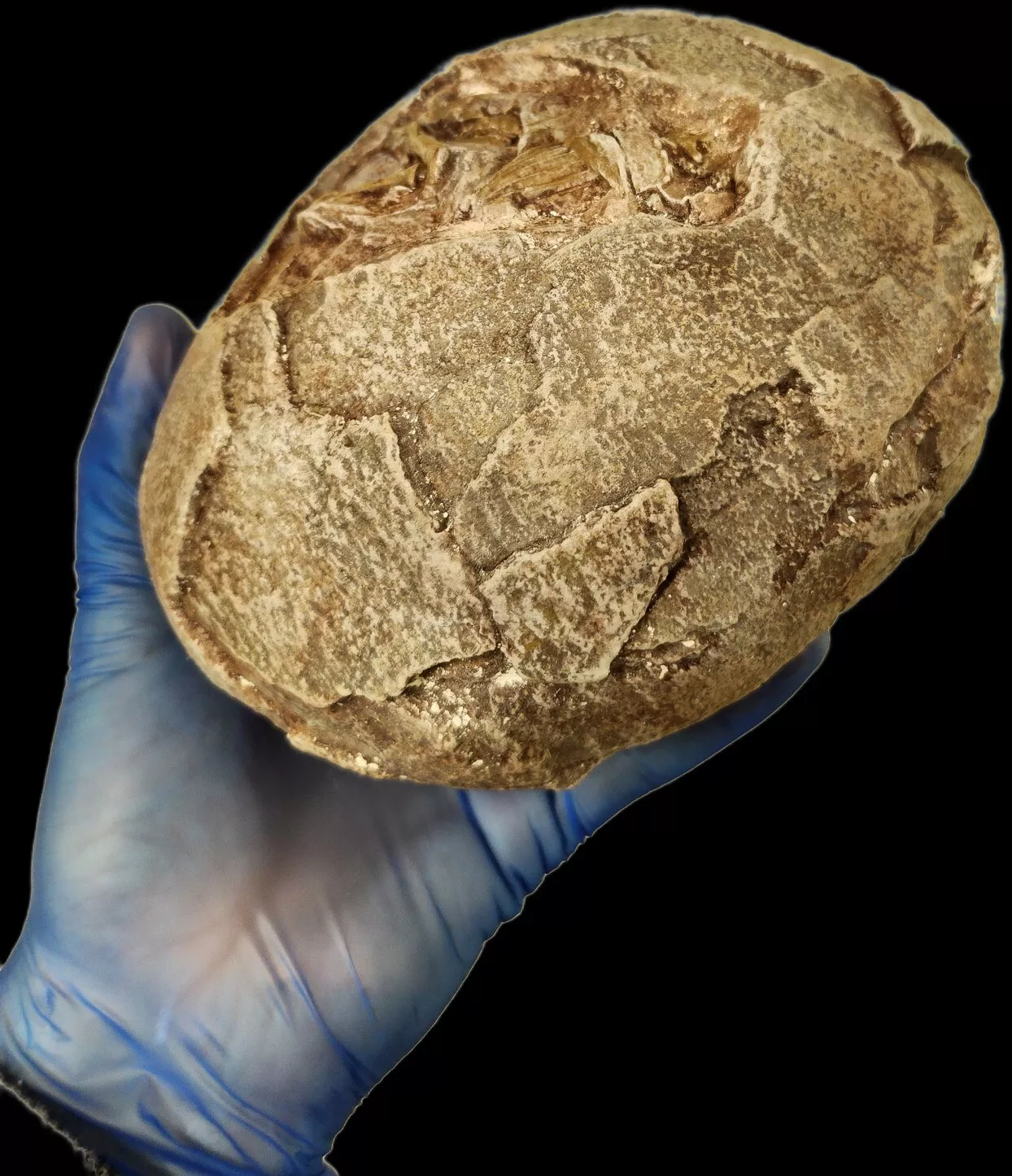 Hadrosaur Egg with Fetus - Image 3