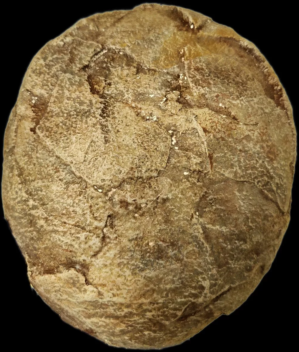 Hadrosaur Egg with Fetus - Image 4