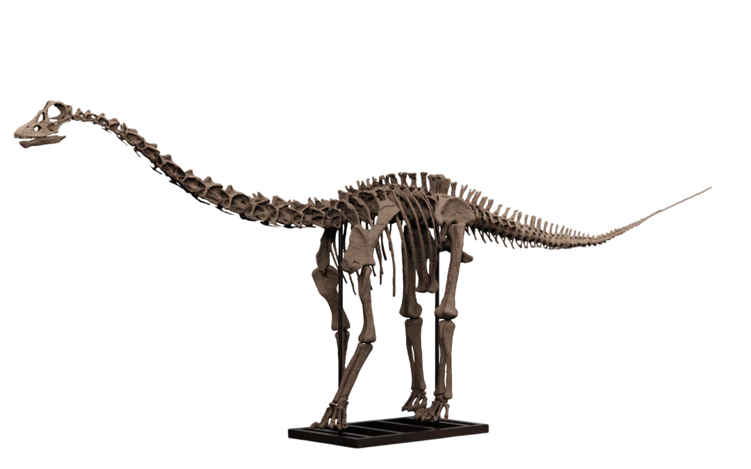 Juvenile Diplodocus - Image 6