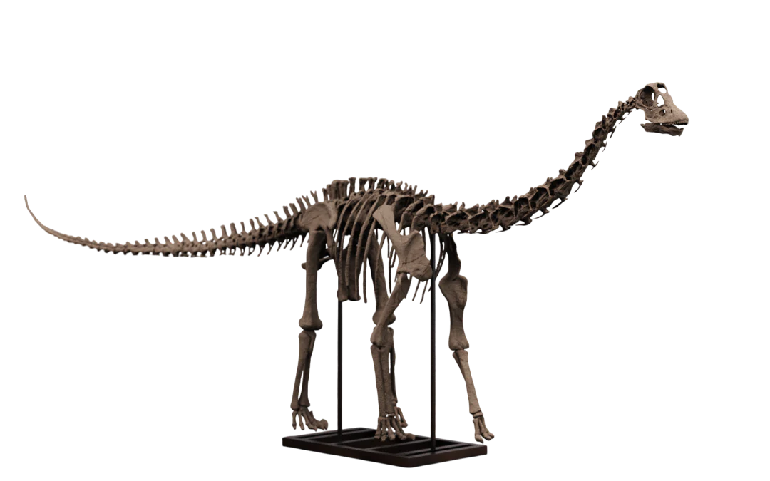 Juvenile Diplodocus - Image 7
