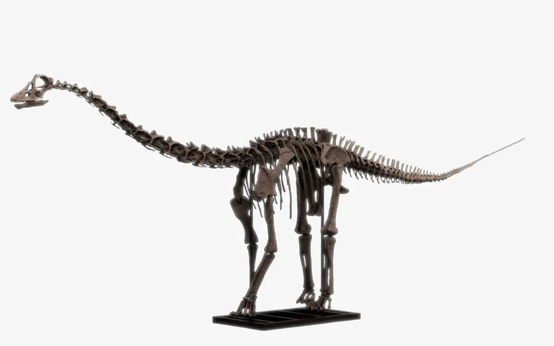 Juvenile Diplodocus - Image 8