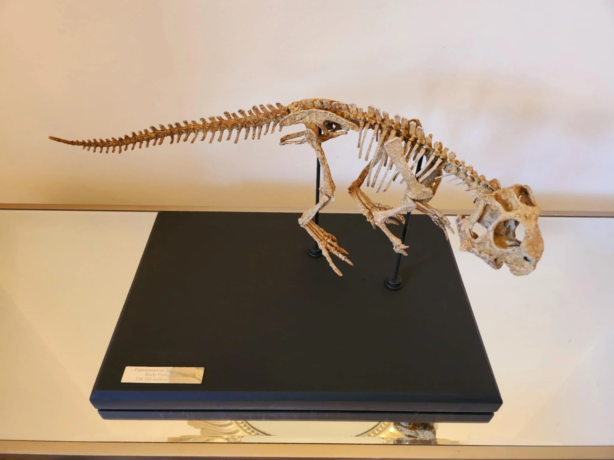 Juvenile Psittacosaurus Skull - Image 3