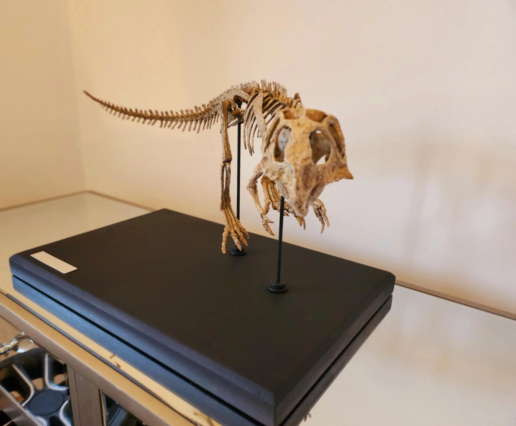 Juvenile Psittacosaurus Skull - Image 4