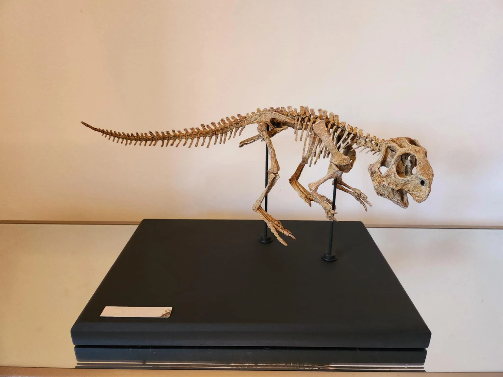 Juvenile Psittacosaurus Skull - Image 5