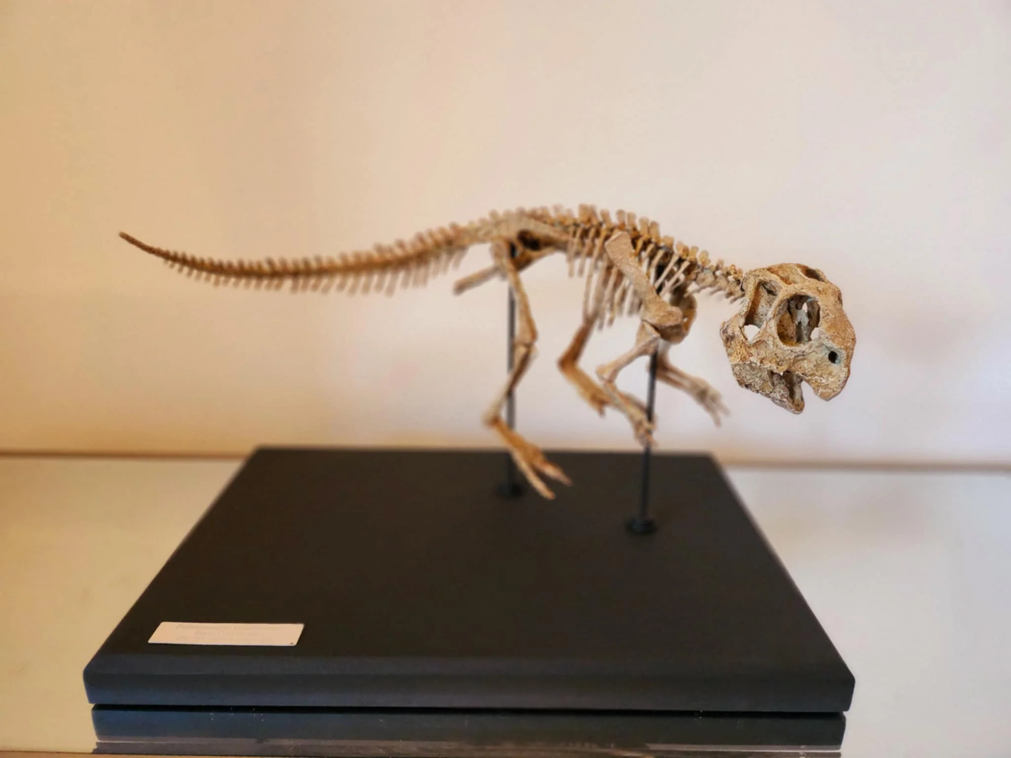Juvenile Psittacosaurus Skull - Image 6