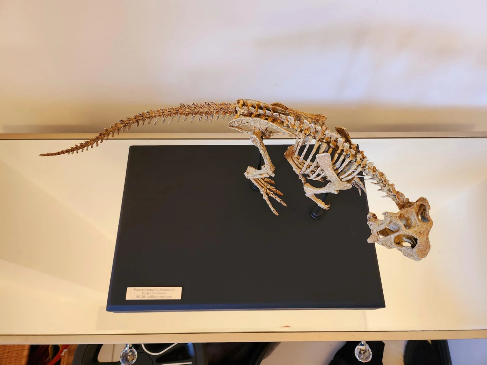 Juvenile Psittacosaurus Skull - Image 7