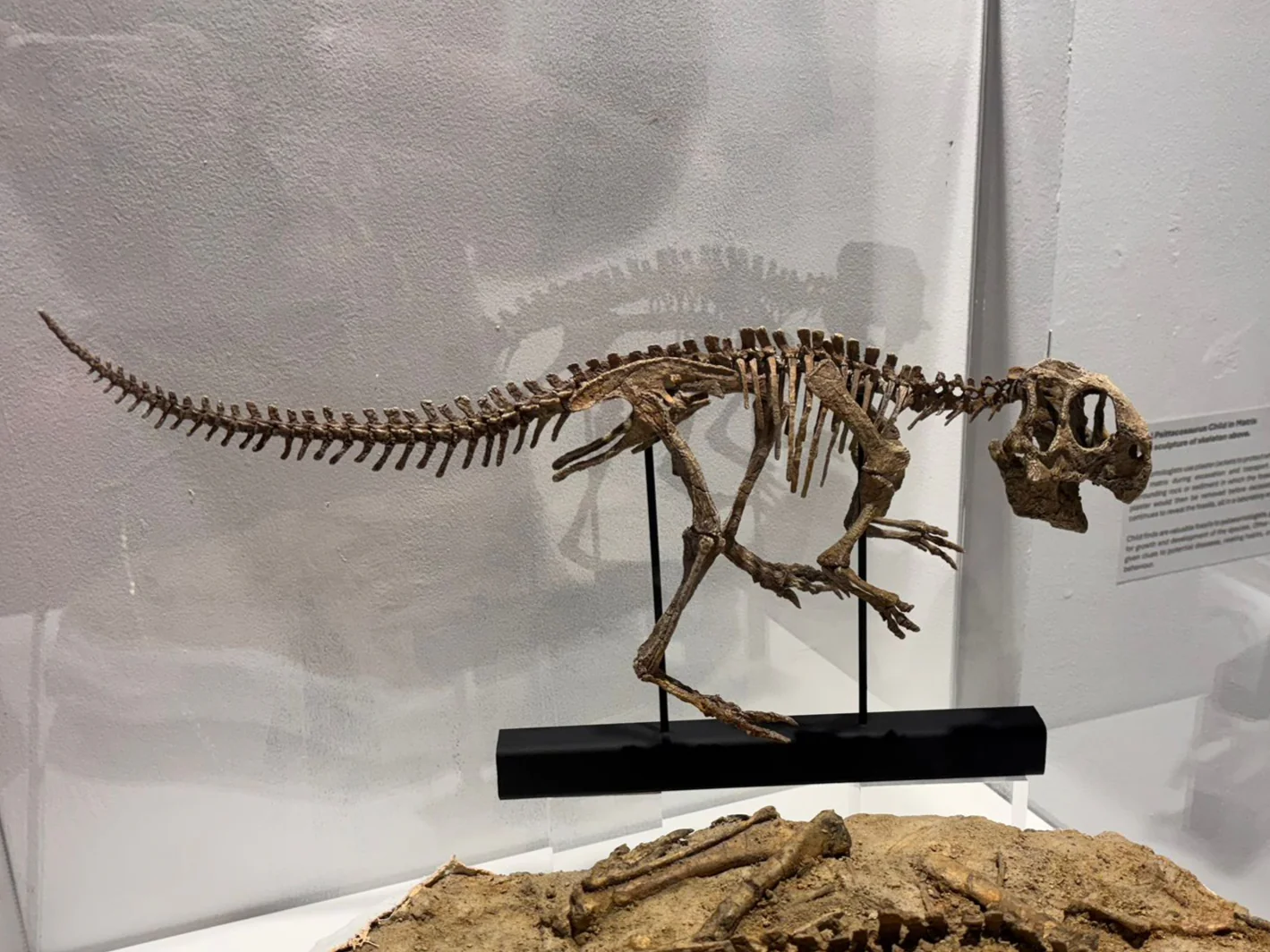Juvenile Psittacosaurus Skull - Image 8