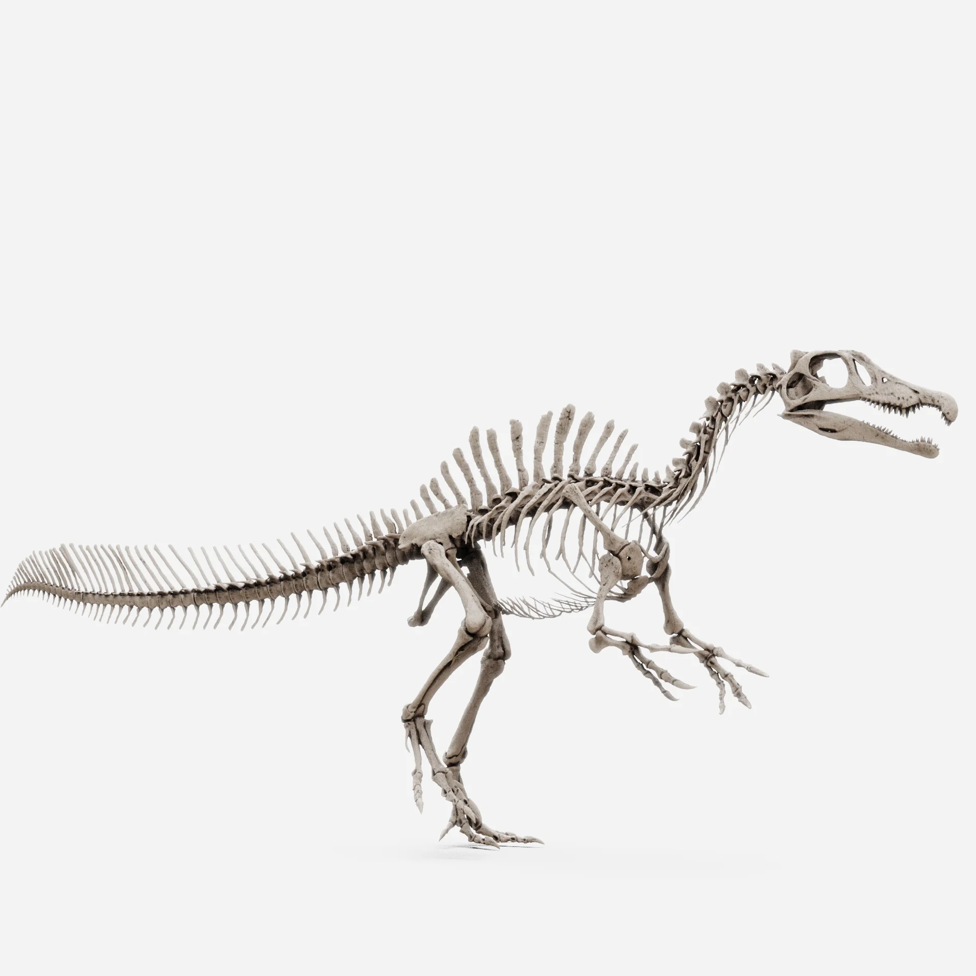 Juvenile Spinosaurus - Image 2