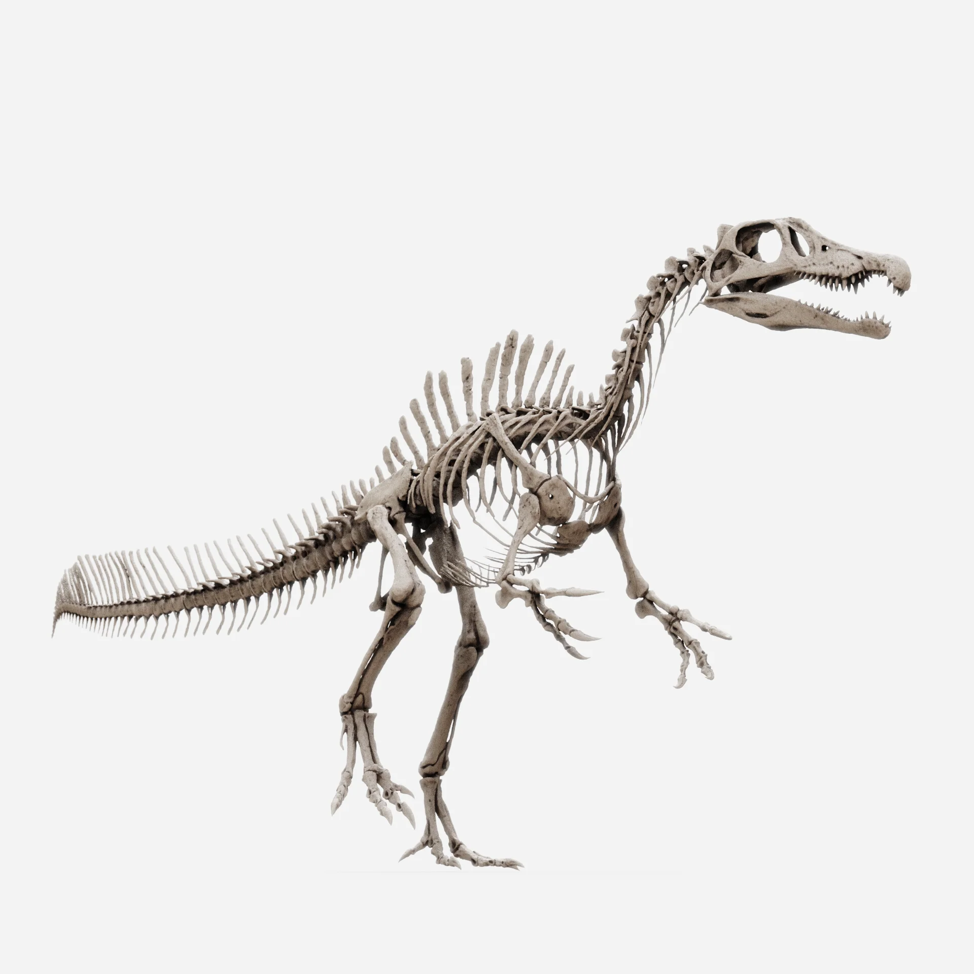 Juvenile Spinosaurus - Image 3