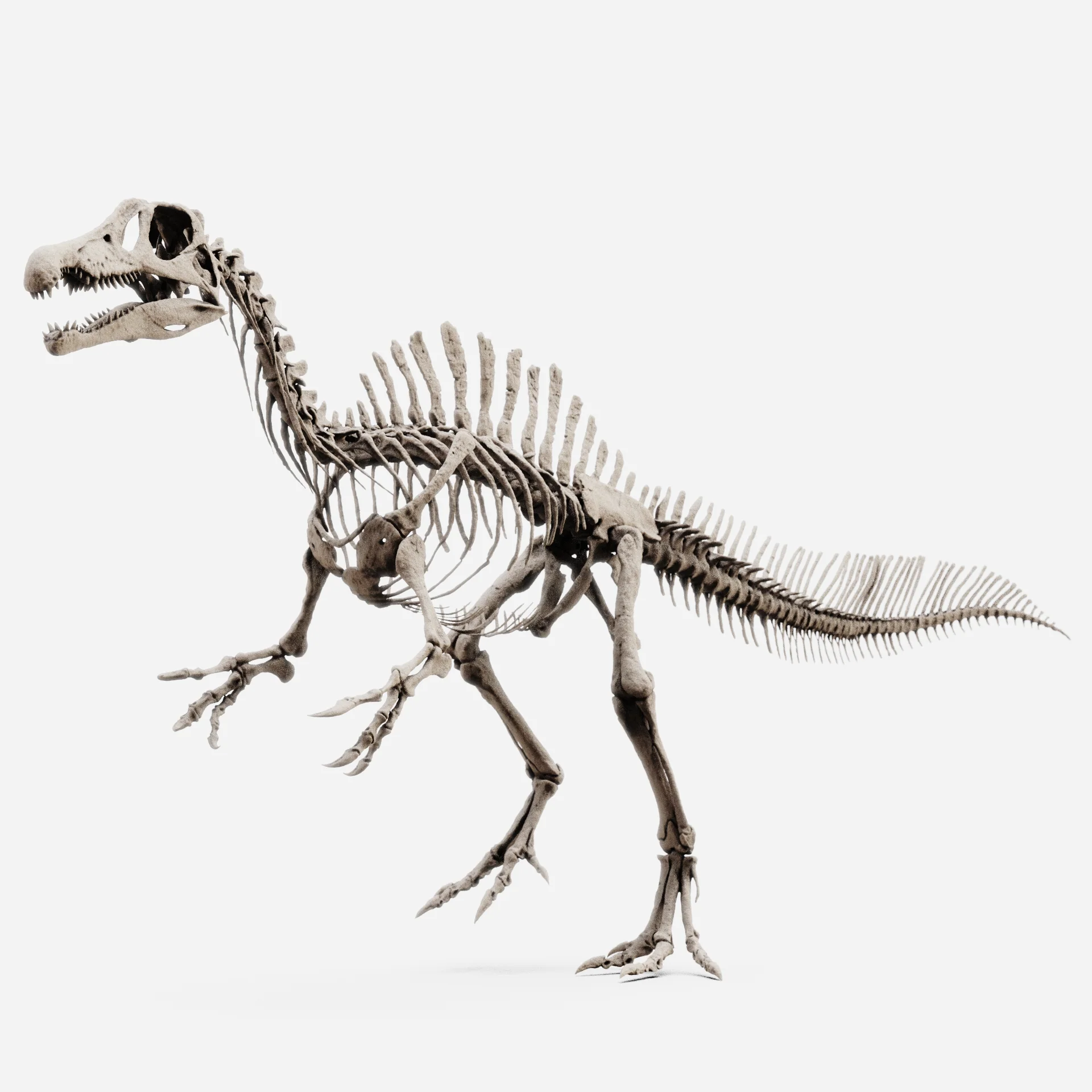 Juvenile Spinosaurus - Image 4