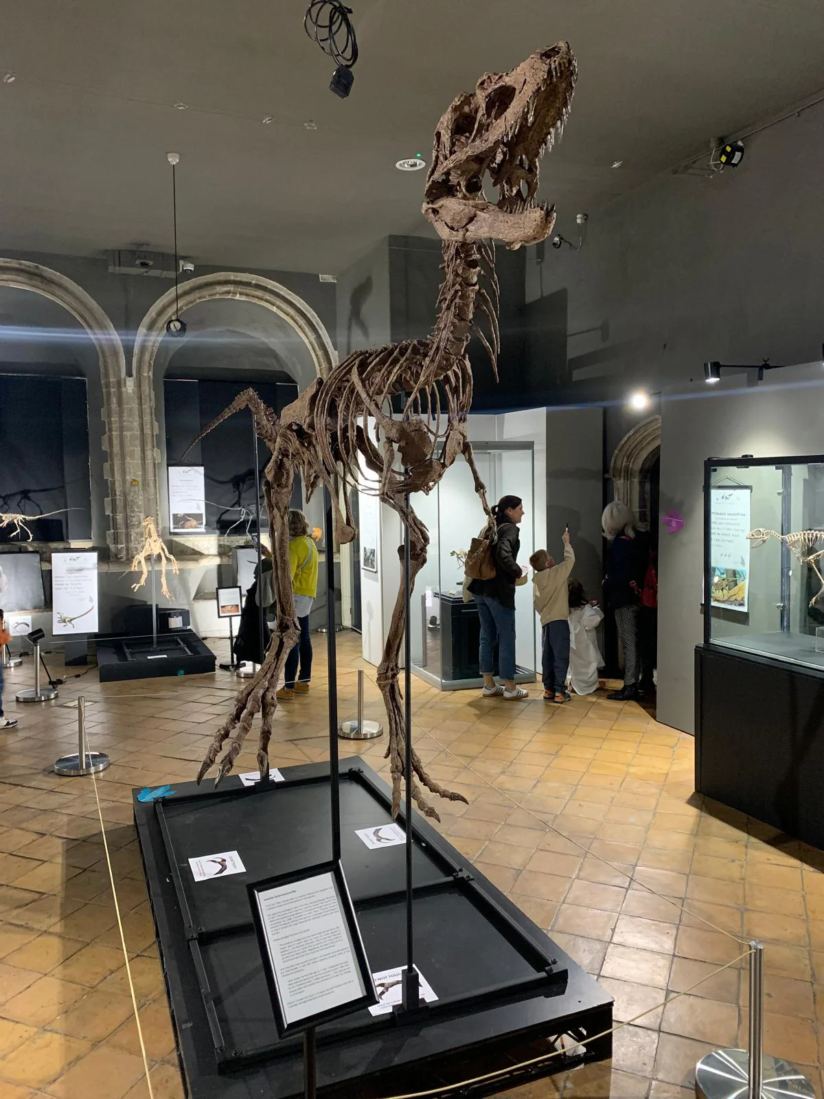 Juvenile Tyrannosaur - Image 10
