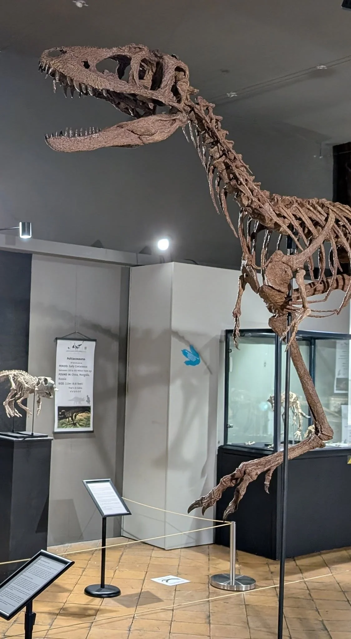 Juvenile Tyrannosaur - Image 3