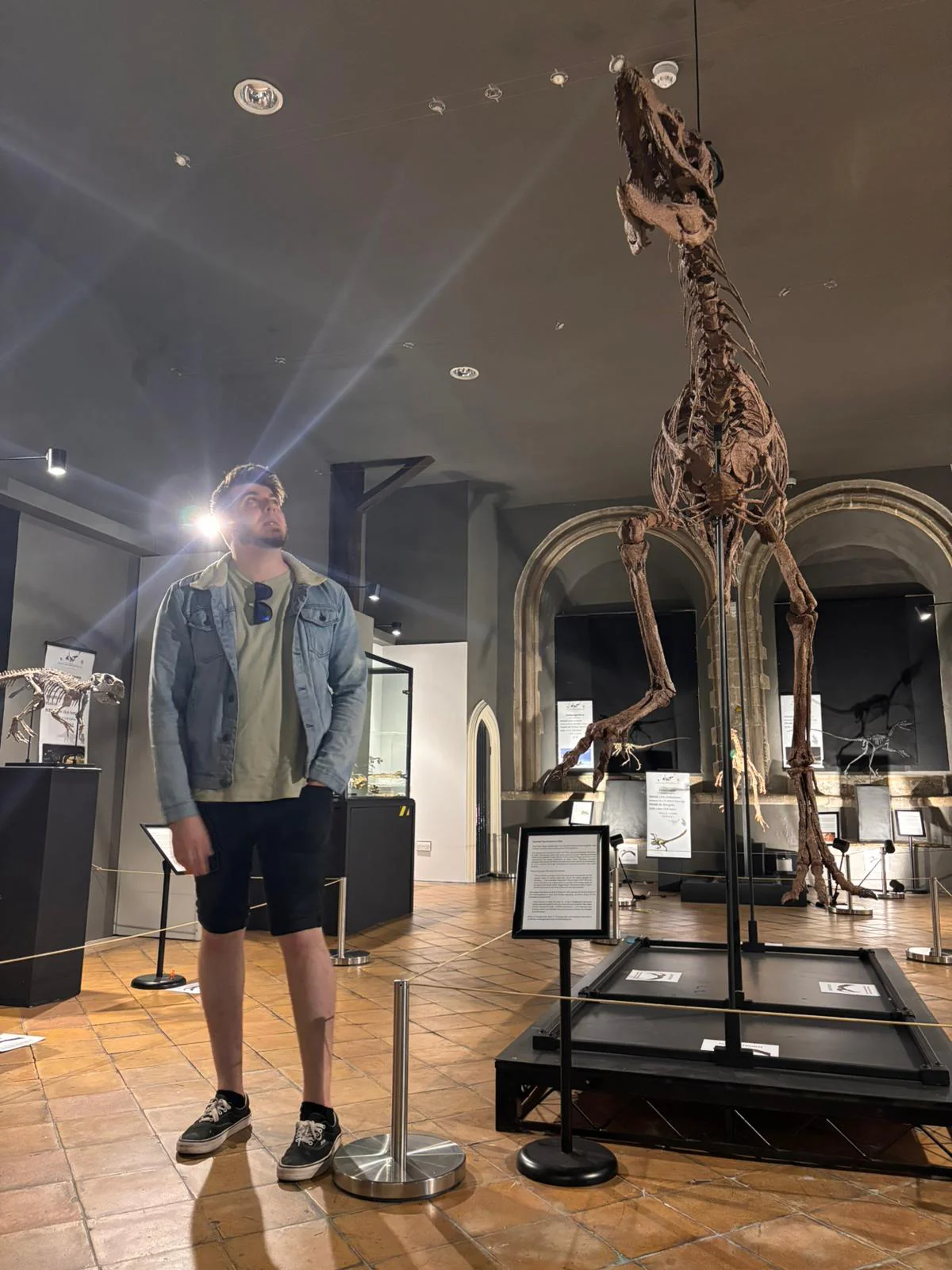 Juvenile Tyrannosaur - Image 4