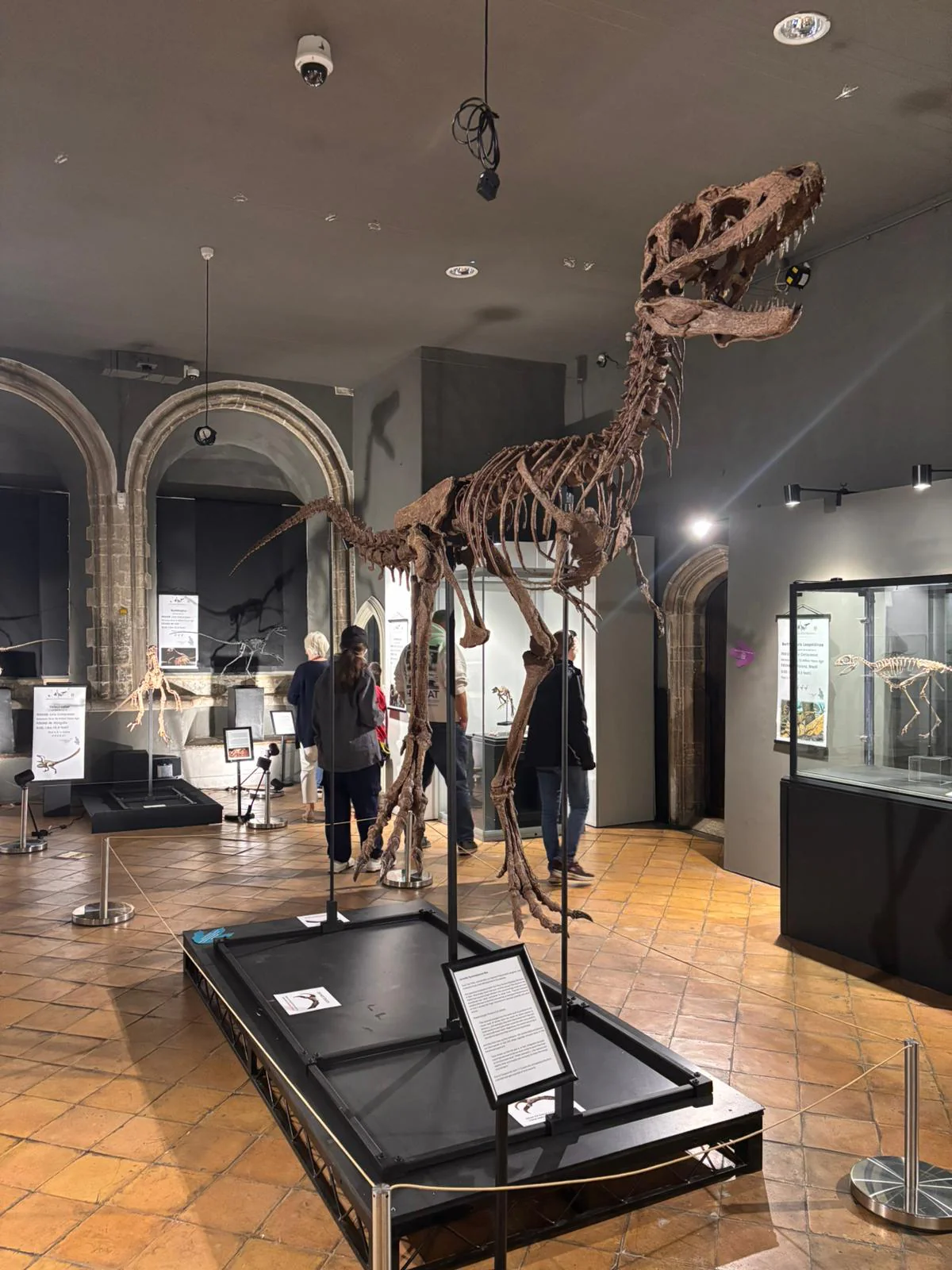 Juvenile Tyrannosaur - Image 5