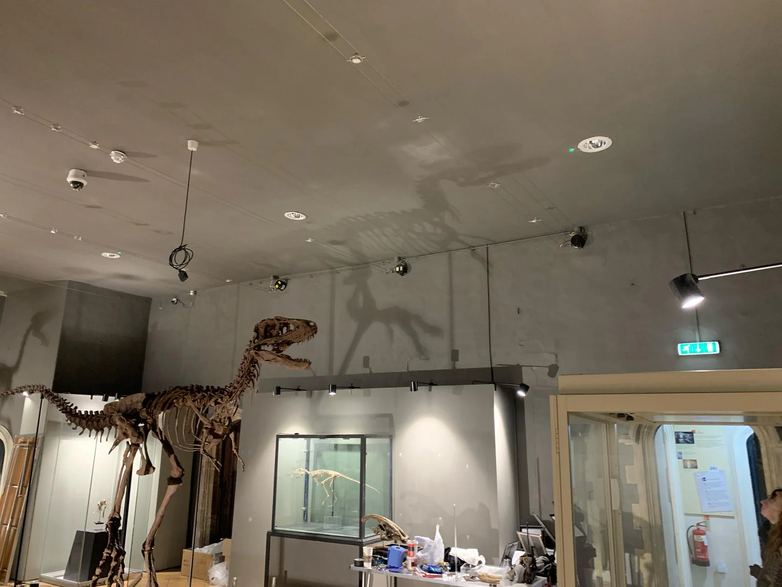 Juvenile Tyrannosaur - Image 6