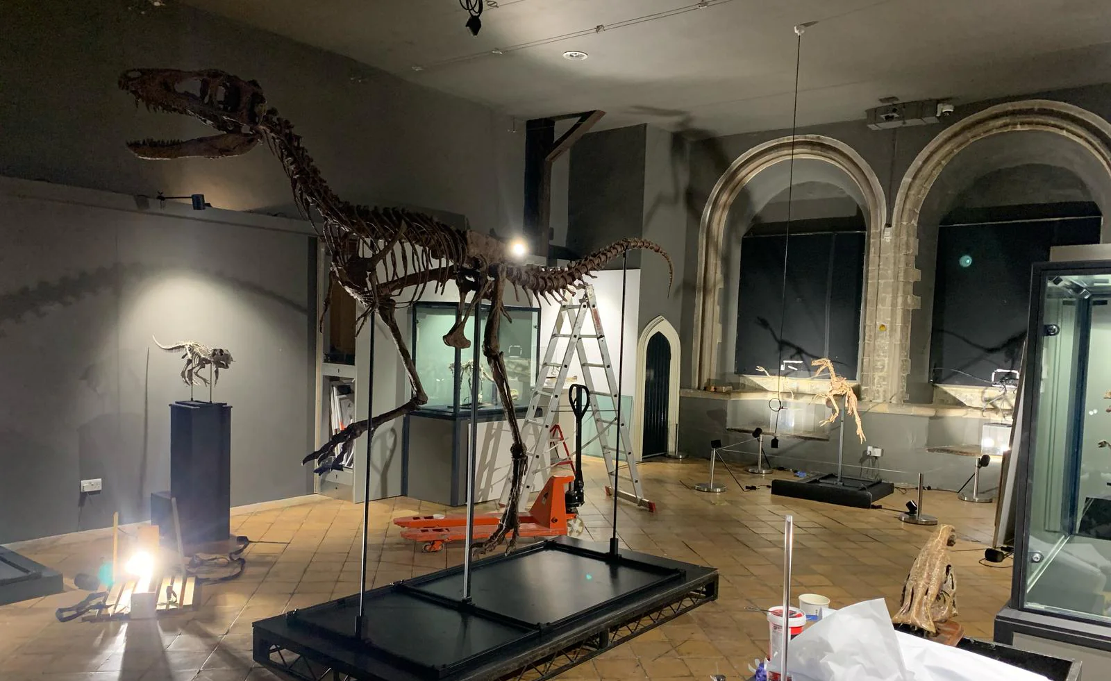 Juvenile Tyrannosaur - Image 7