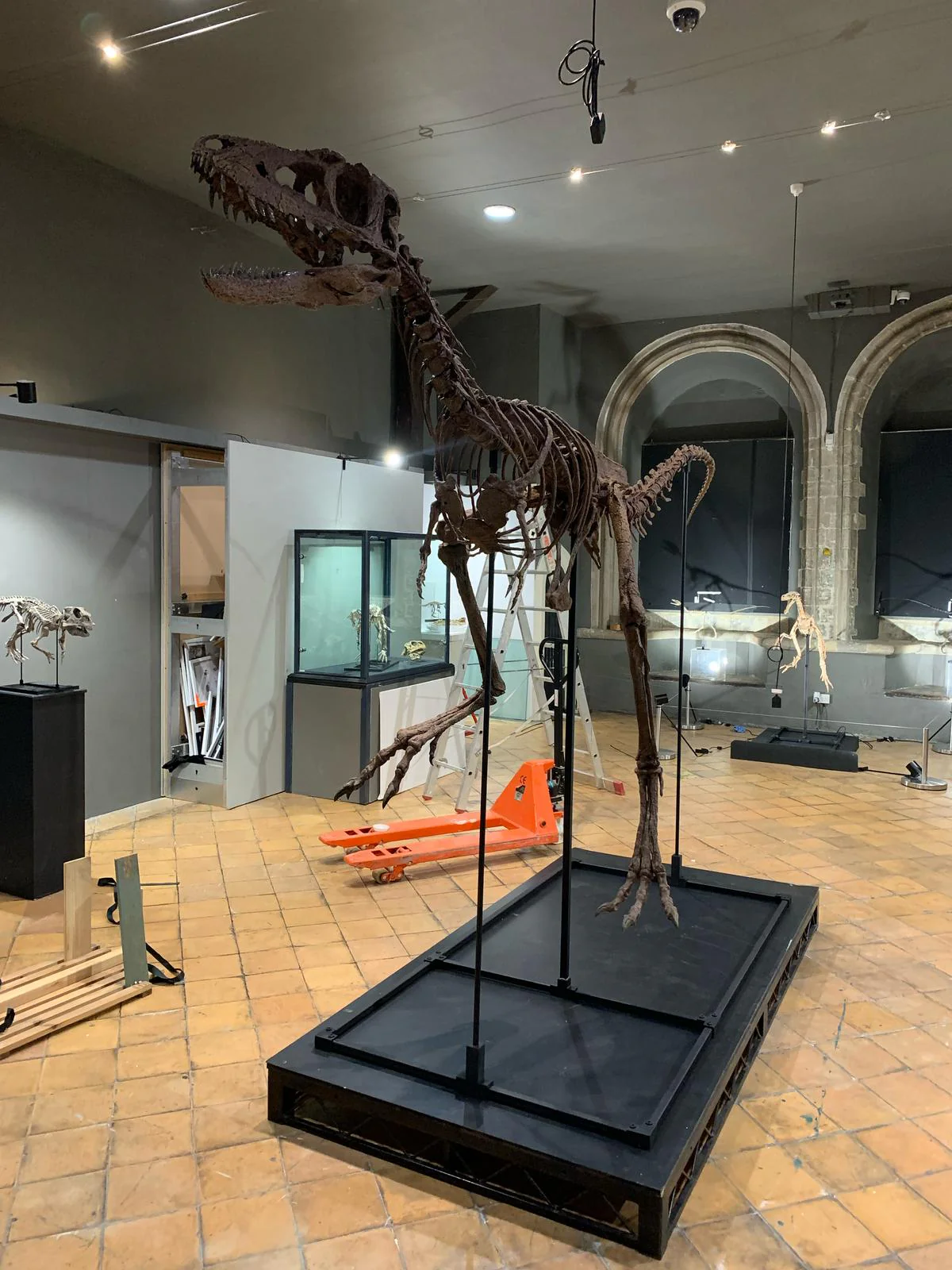 Juvenile Tyrannosaur - Image 8