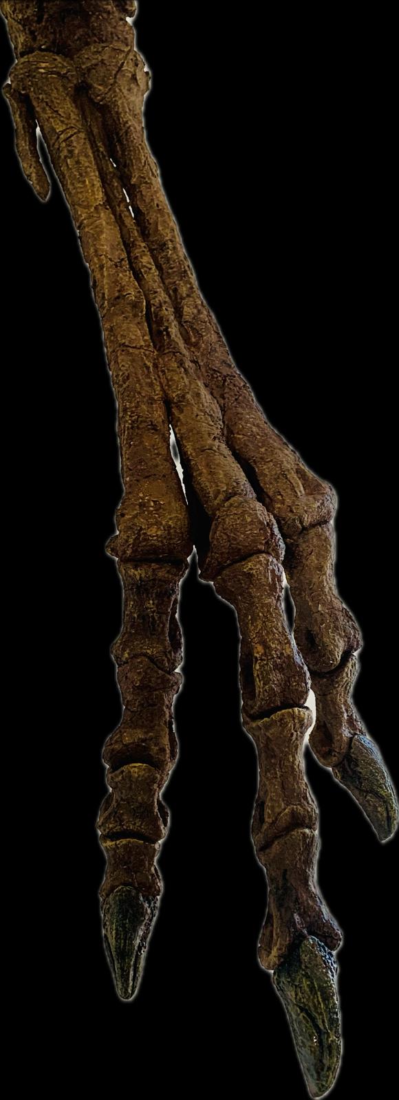 Juvenile Tyrannosaur - Image 9