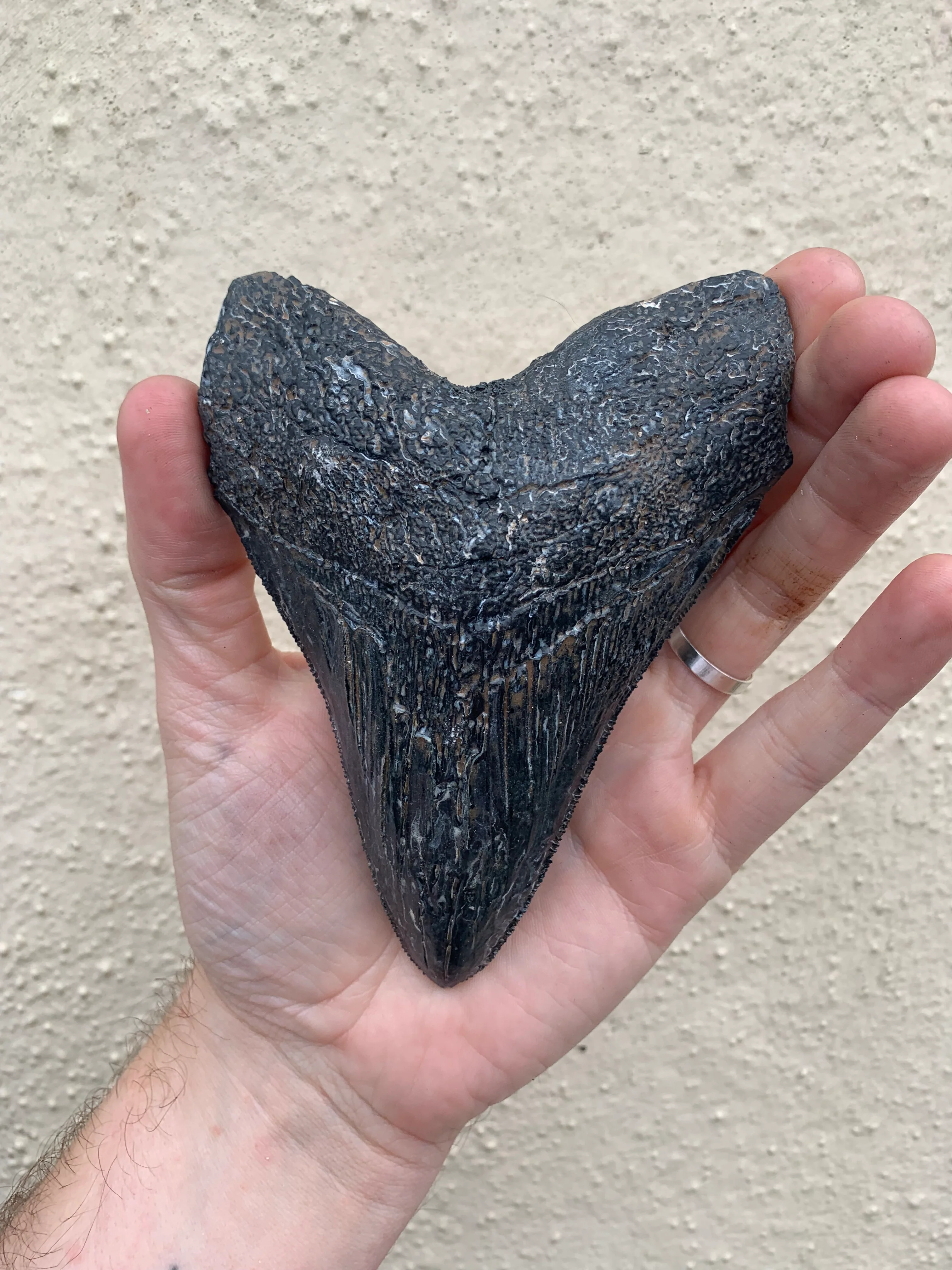 Megalodon Tooth (4 Inches) - Image 2