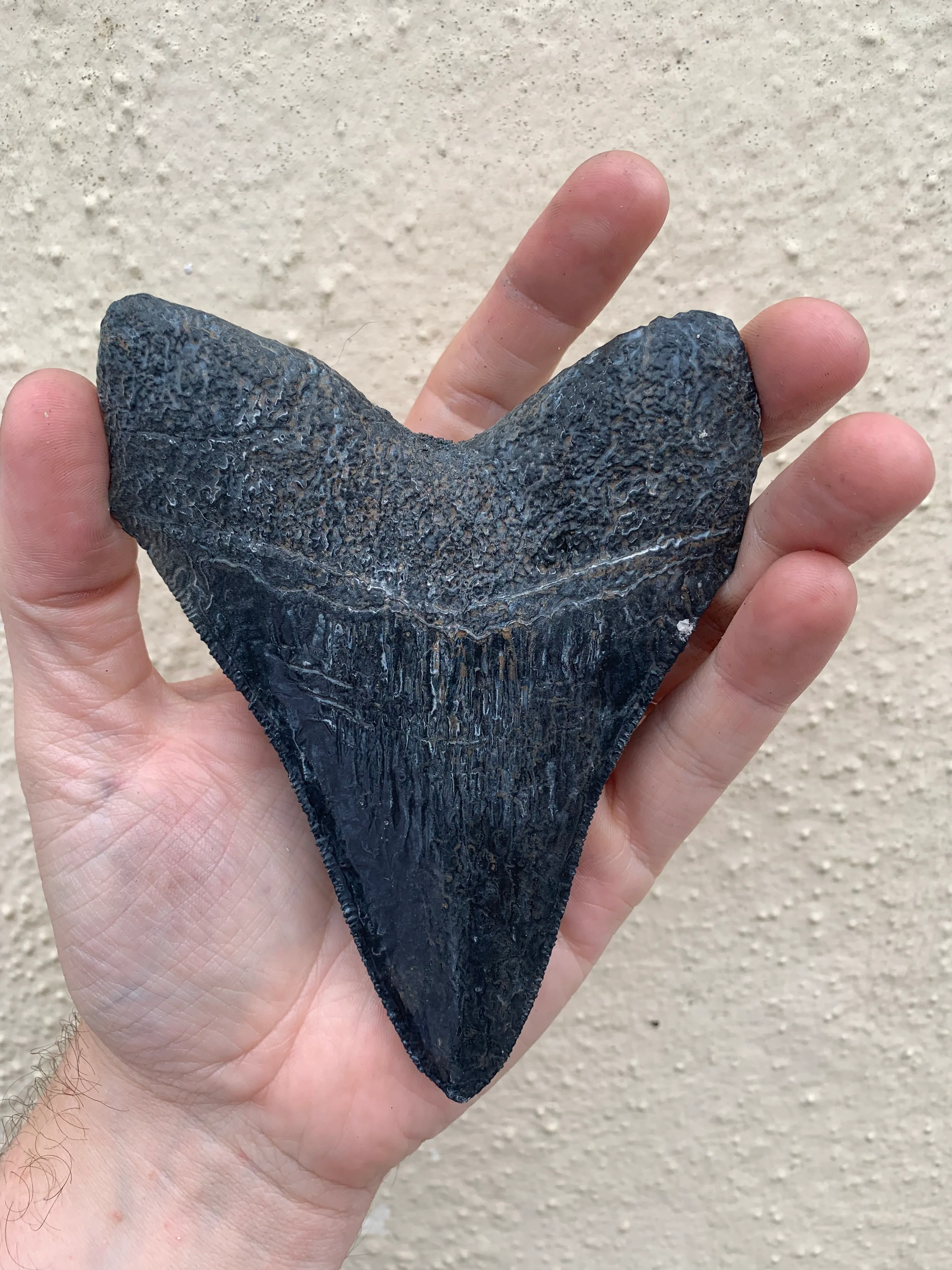 Megalodon Tooth (4 Inches) - Image 3