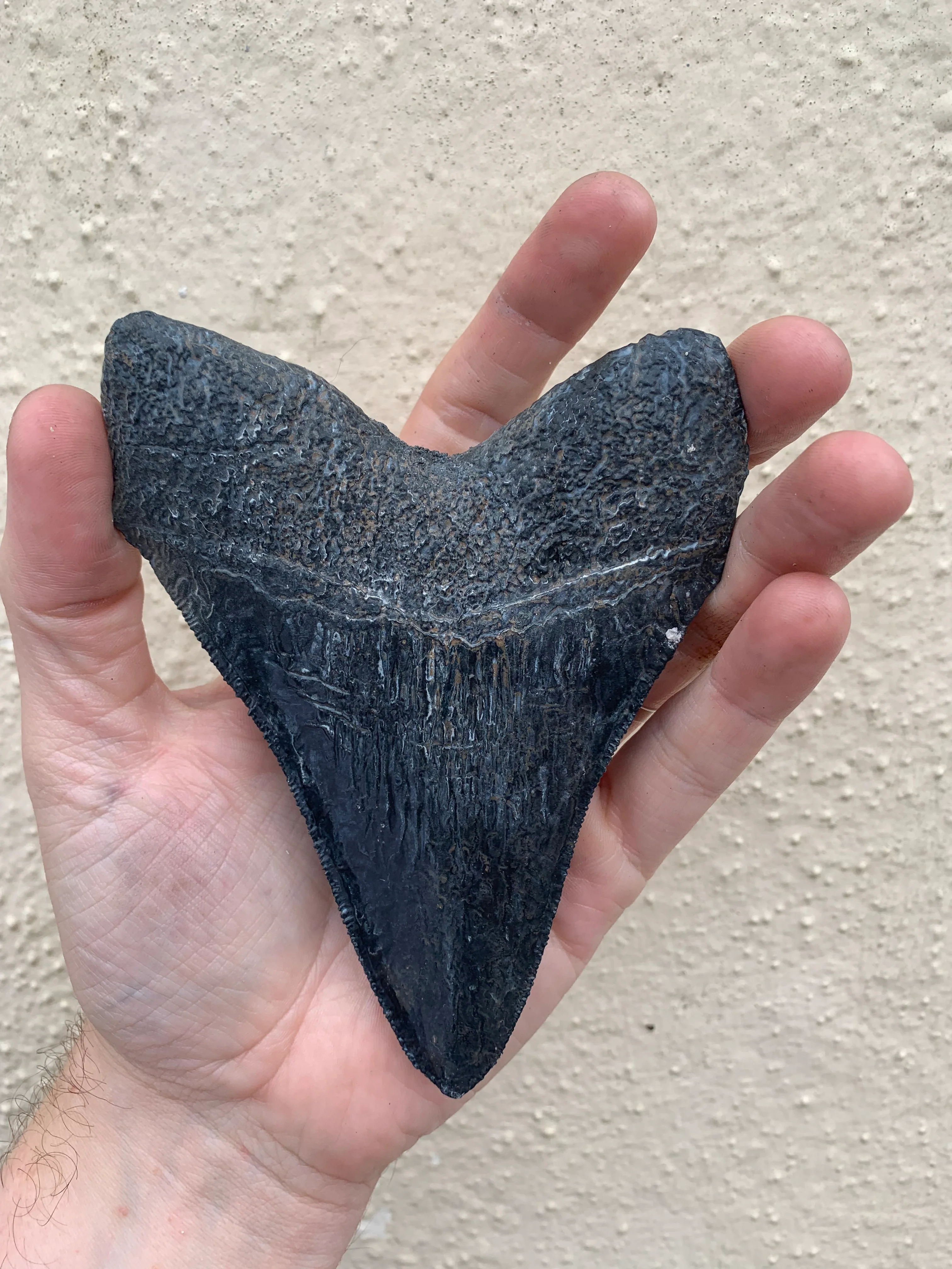 Megalodon Tooth (4 Inches) - Image 4