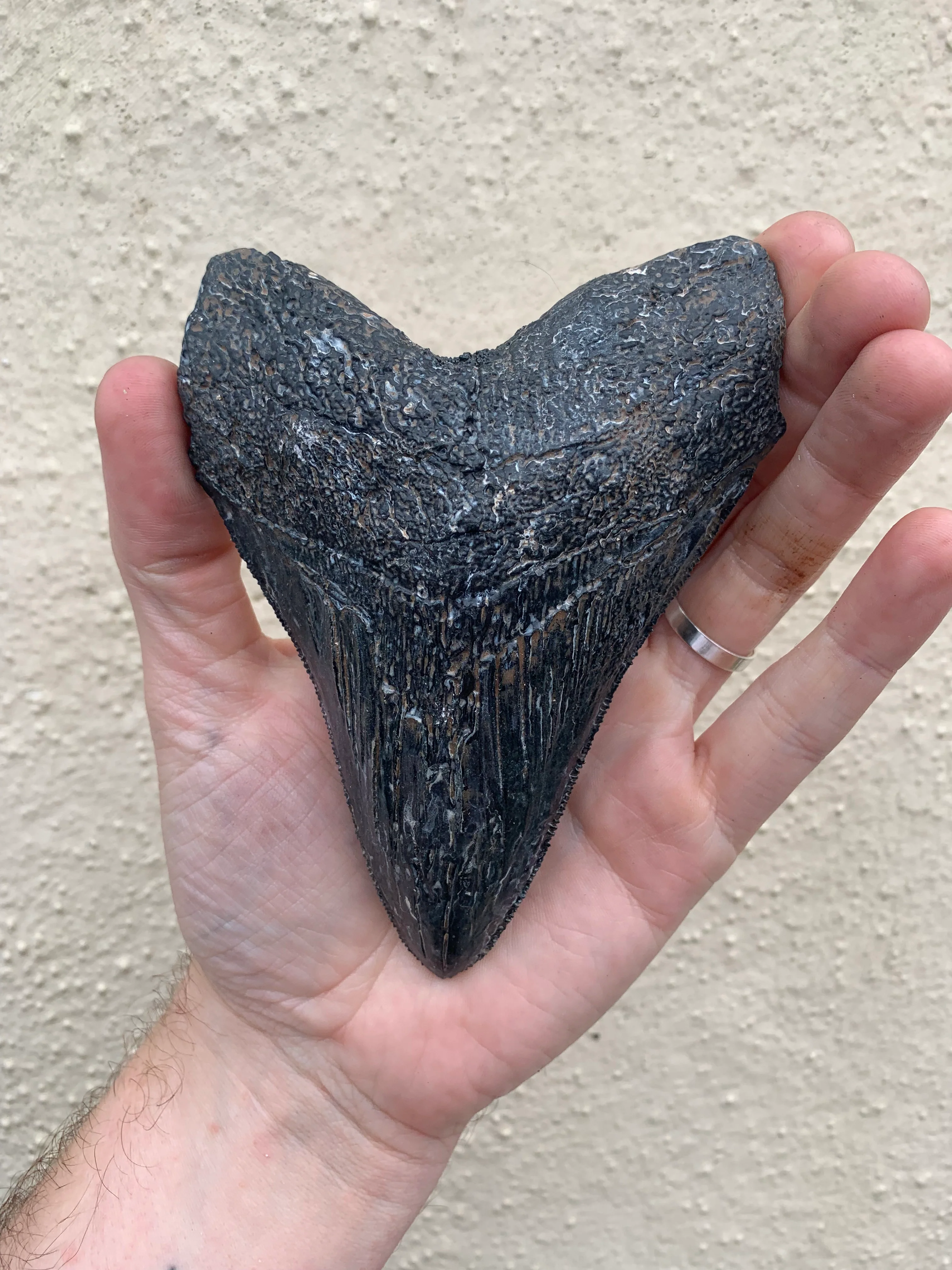 Megalodon Tooth (4 Inches) - Image 5