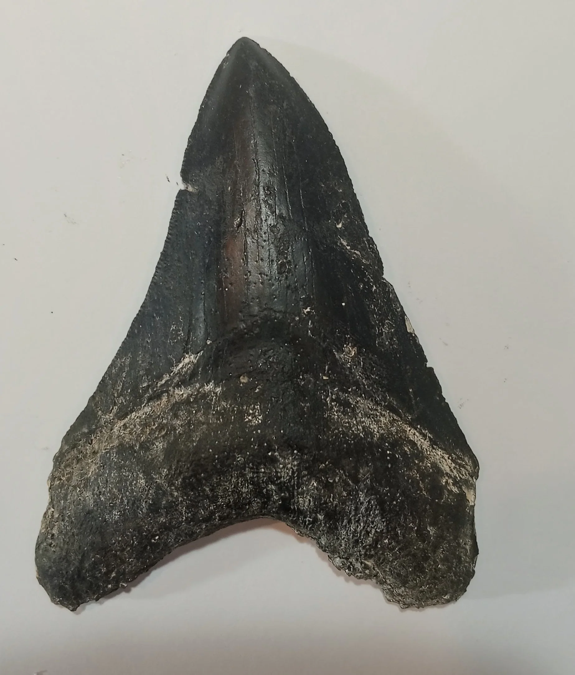 Megalodon Tooth Cast - 4 Inches