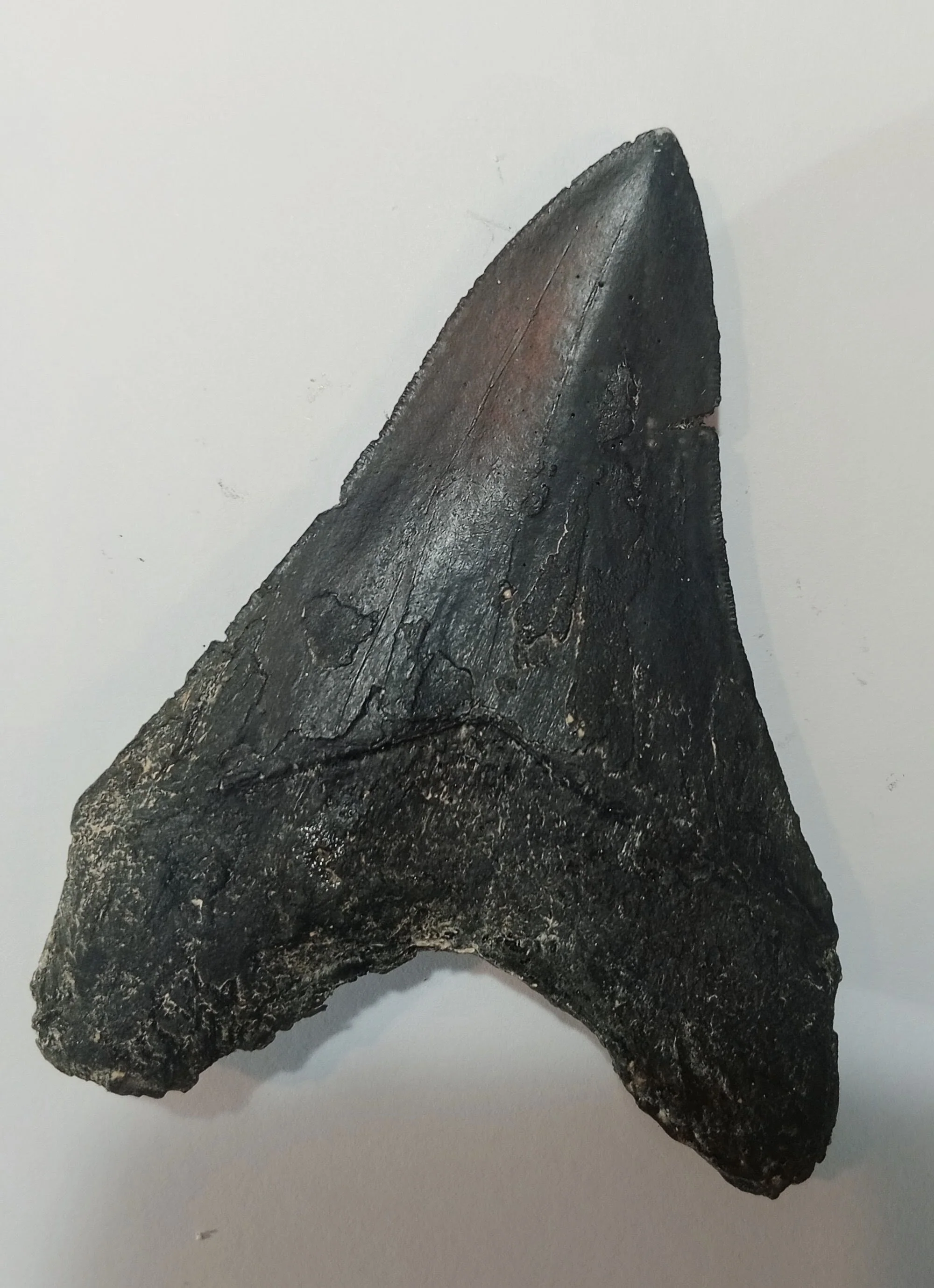 Megalodon Tooth Cast - 4 Inches - Image 2