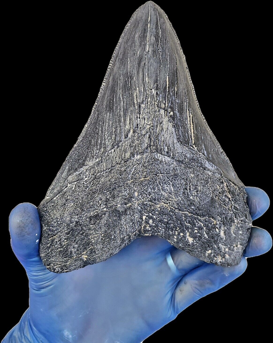 Black Megalodon Tooth 7 inches! - Image 6