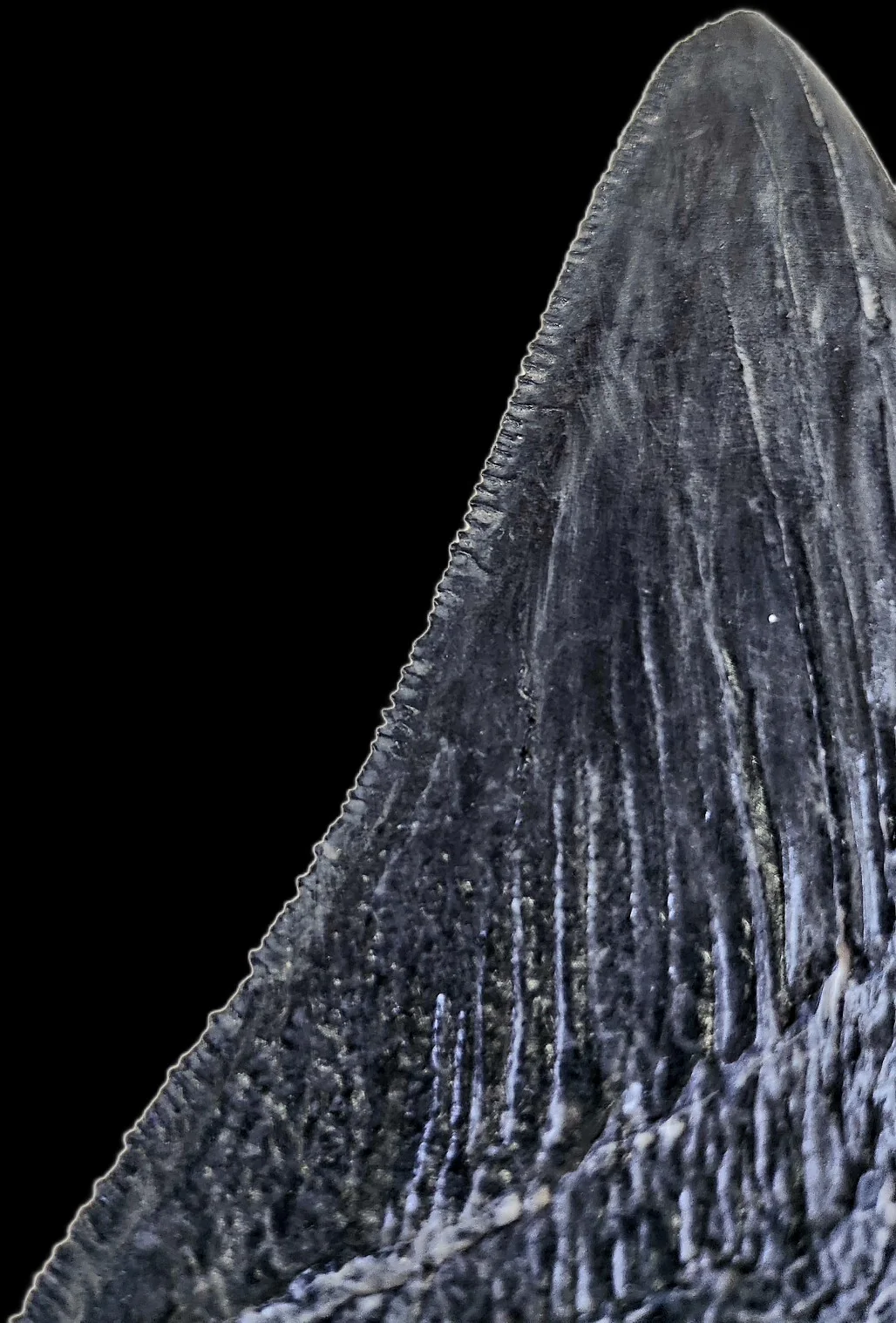 Black Megalodon Tooth 7 inches! - Image 3