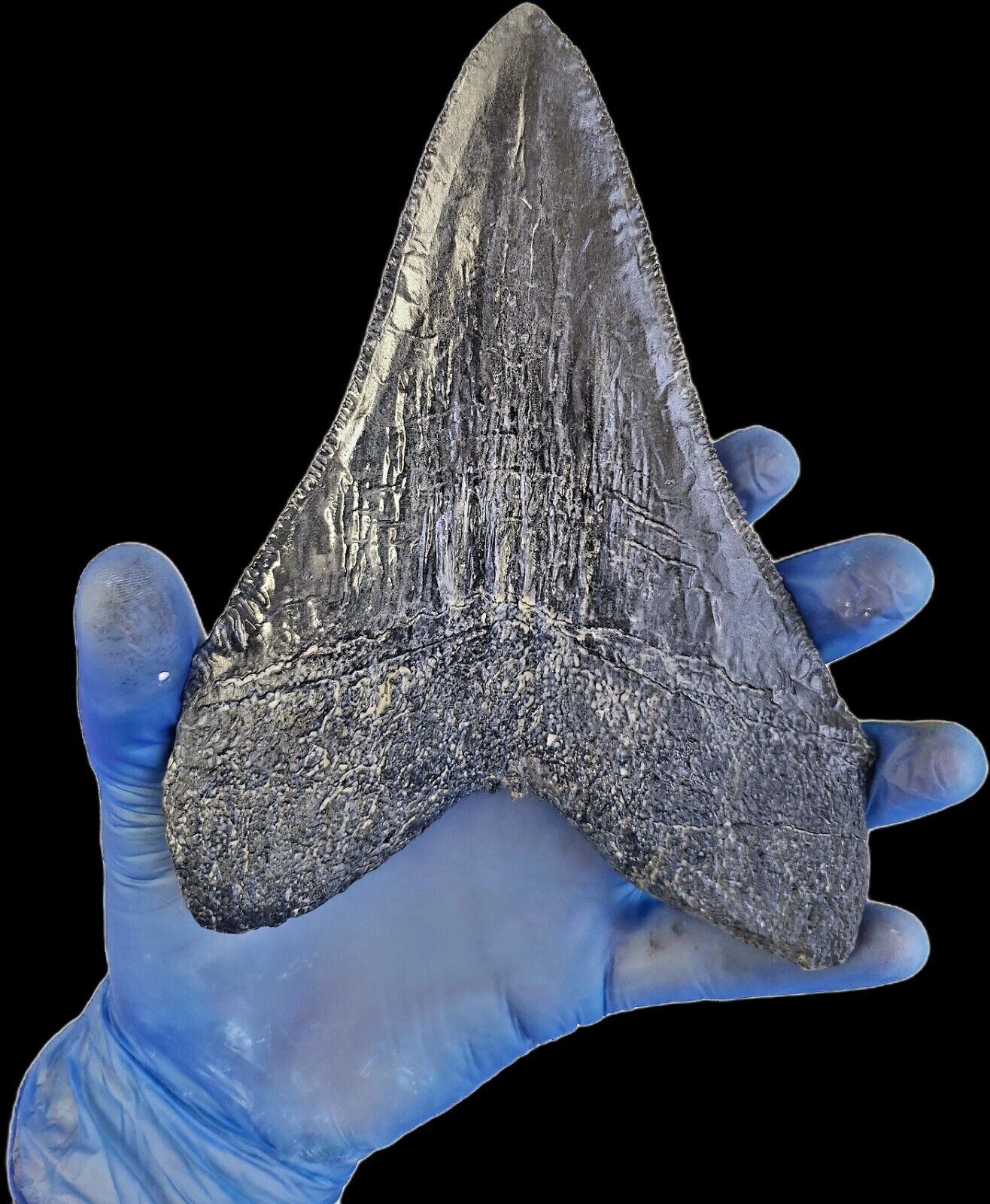 Black Megalodon Tooth 7 inches! - Image 4