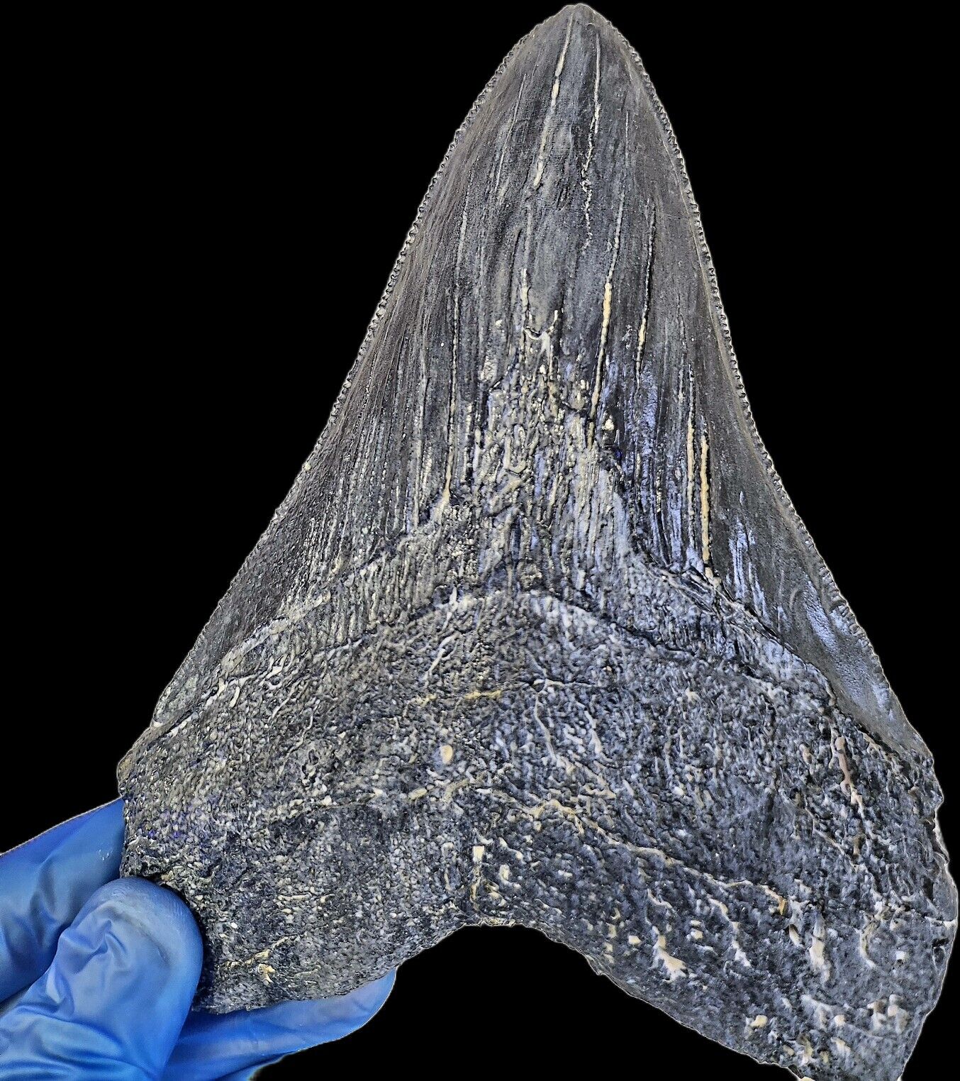 Black Megalodon Tooth 7 inches! - Image 5