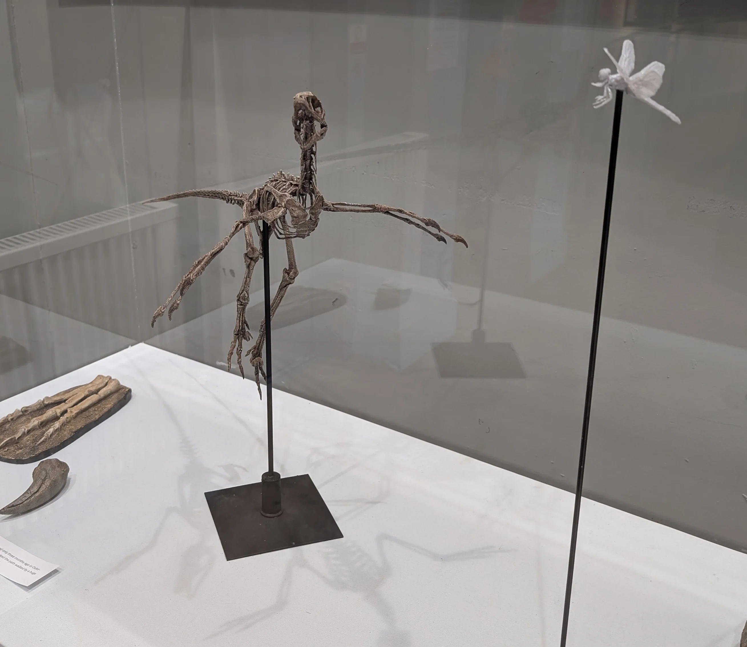Microraptor Skull - Image 10