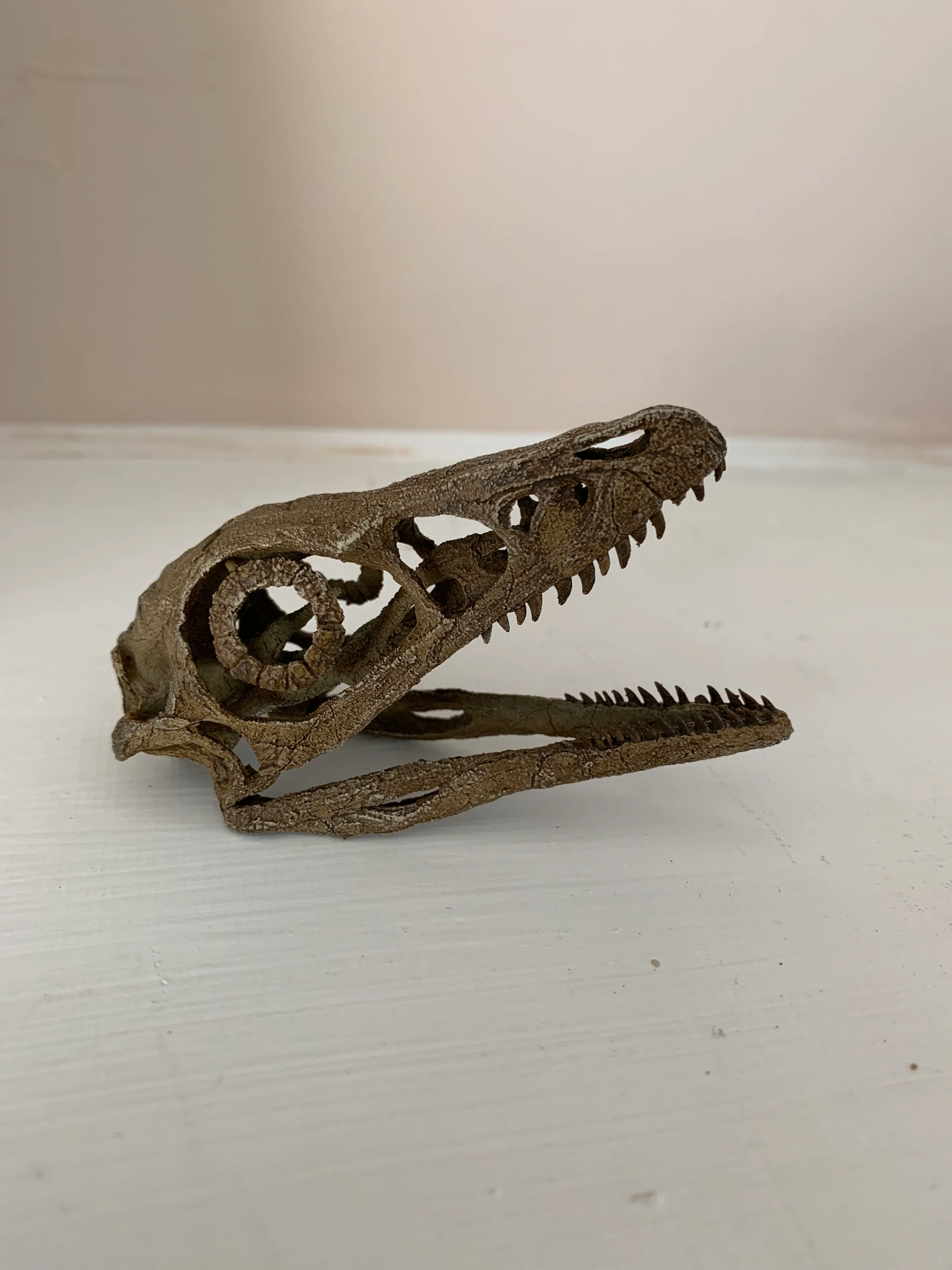 Microraptor Skull - Image 3