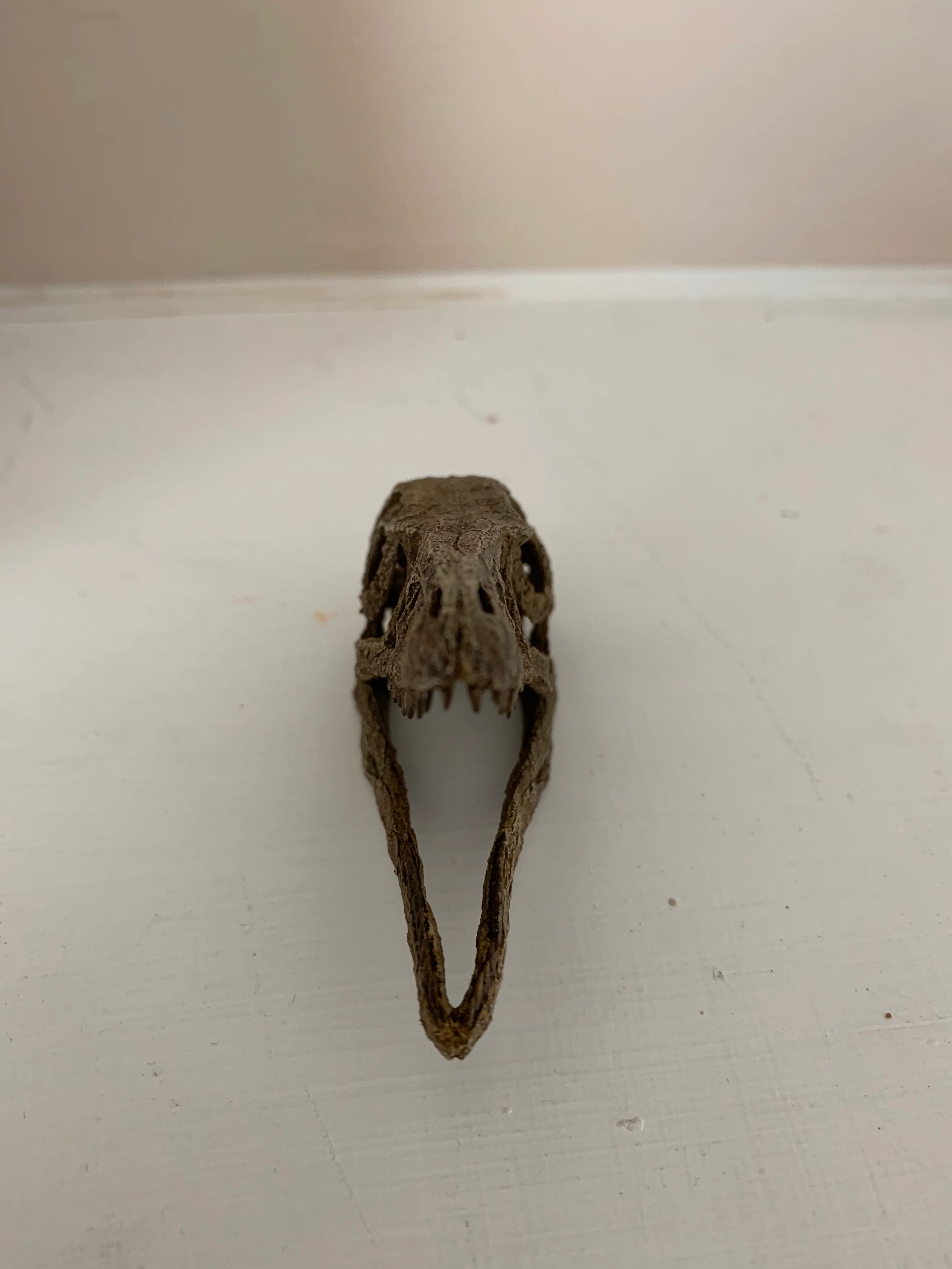 Microraptor Skull - Image 4