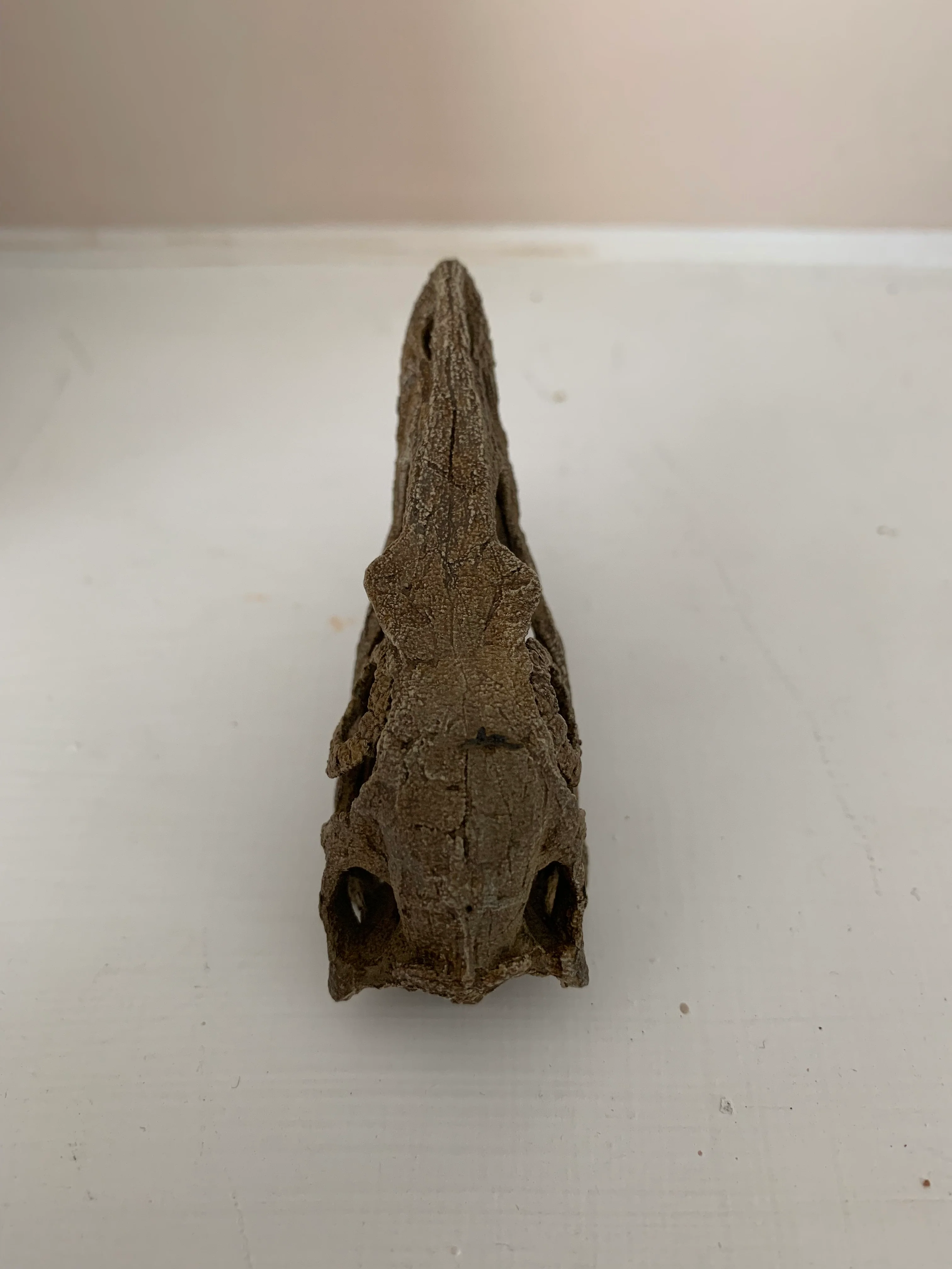 Microraptor Skull - Image 5
