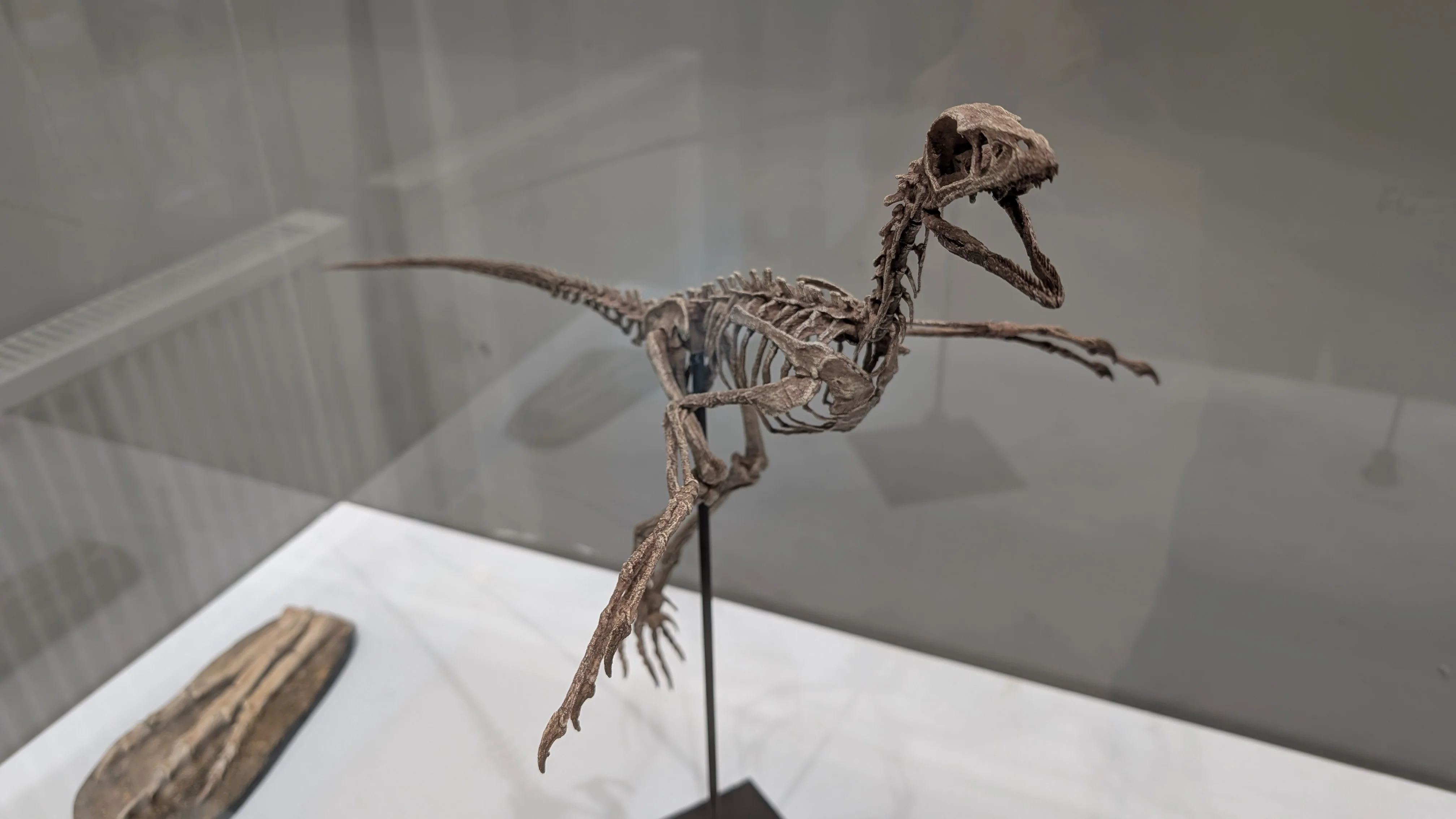 Microraptor Skull - Image 6